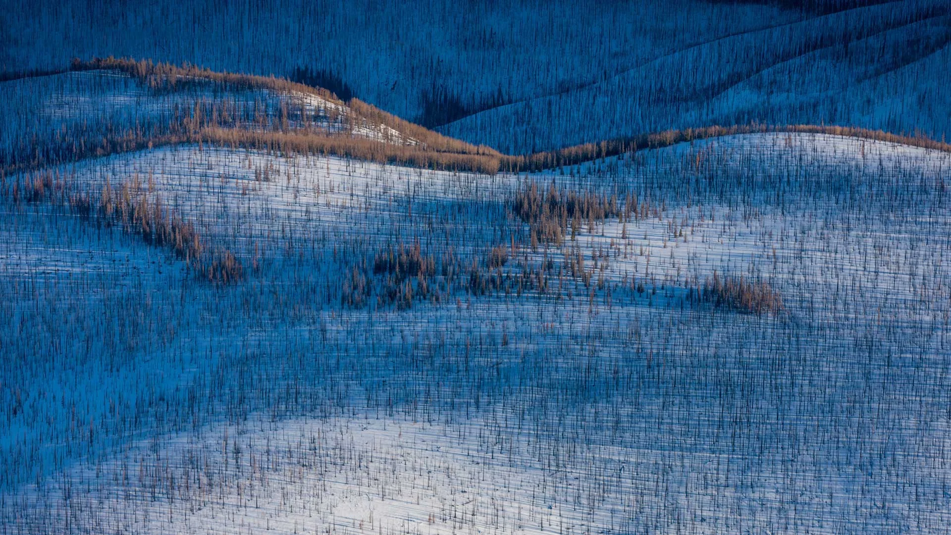 Fire-damaged forest near Wolf Creek Pass, Colorado