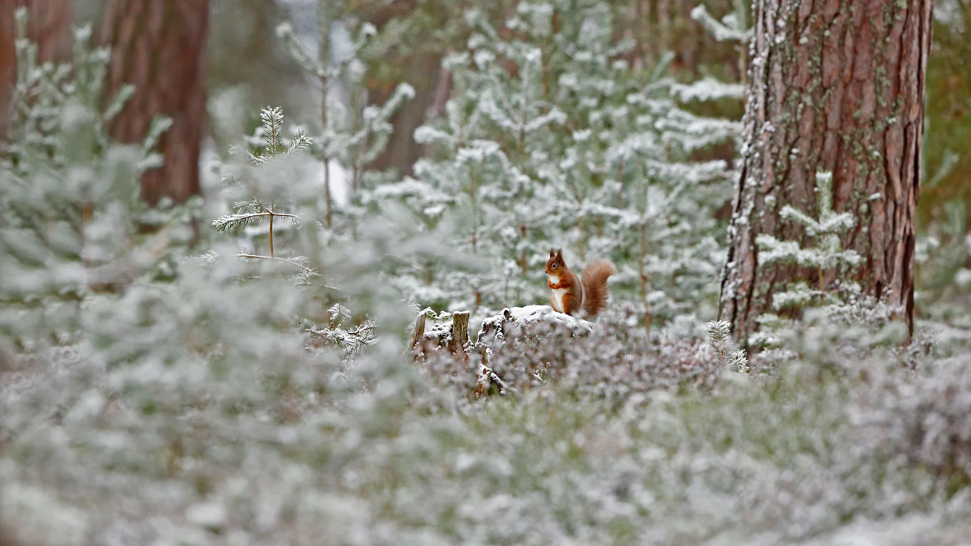 Red squirrel in Cairngorms National Park, Scotland