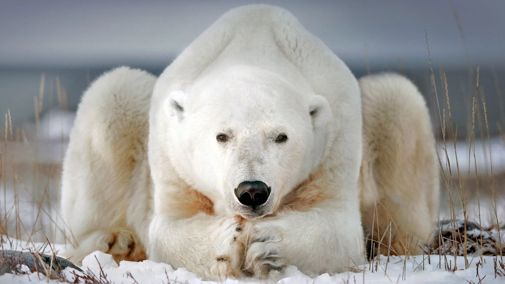 A polar bear near Churchill, Manitoba, Canada