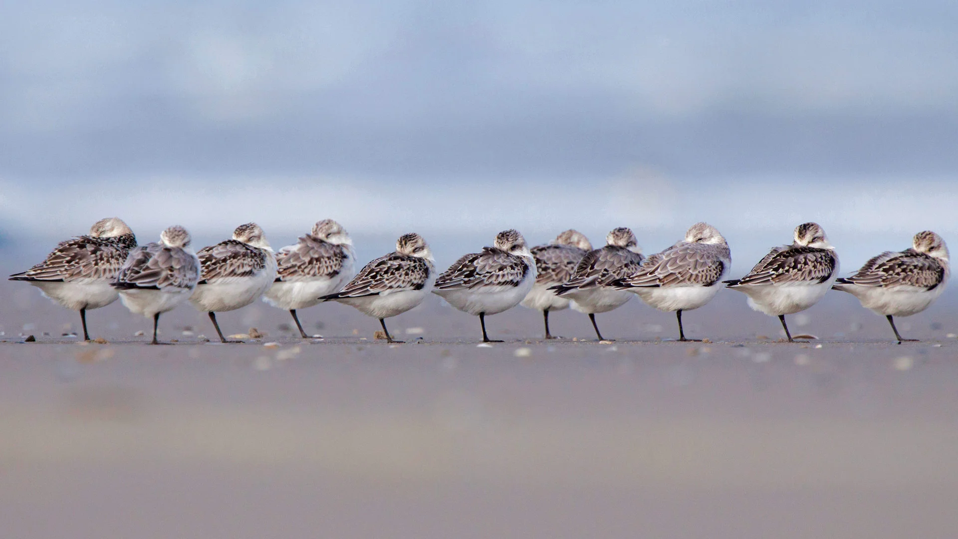 Sanderlings sleeping on a beach in Terschelling, Netherlands