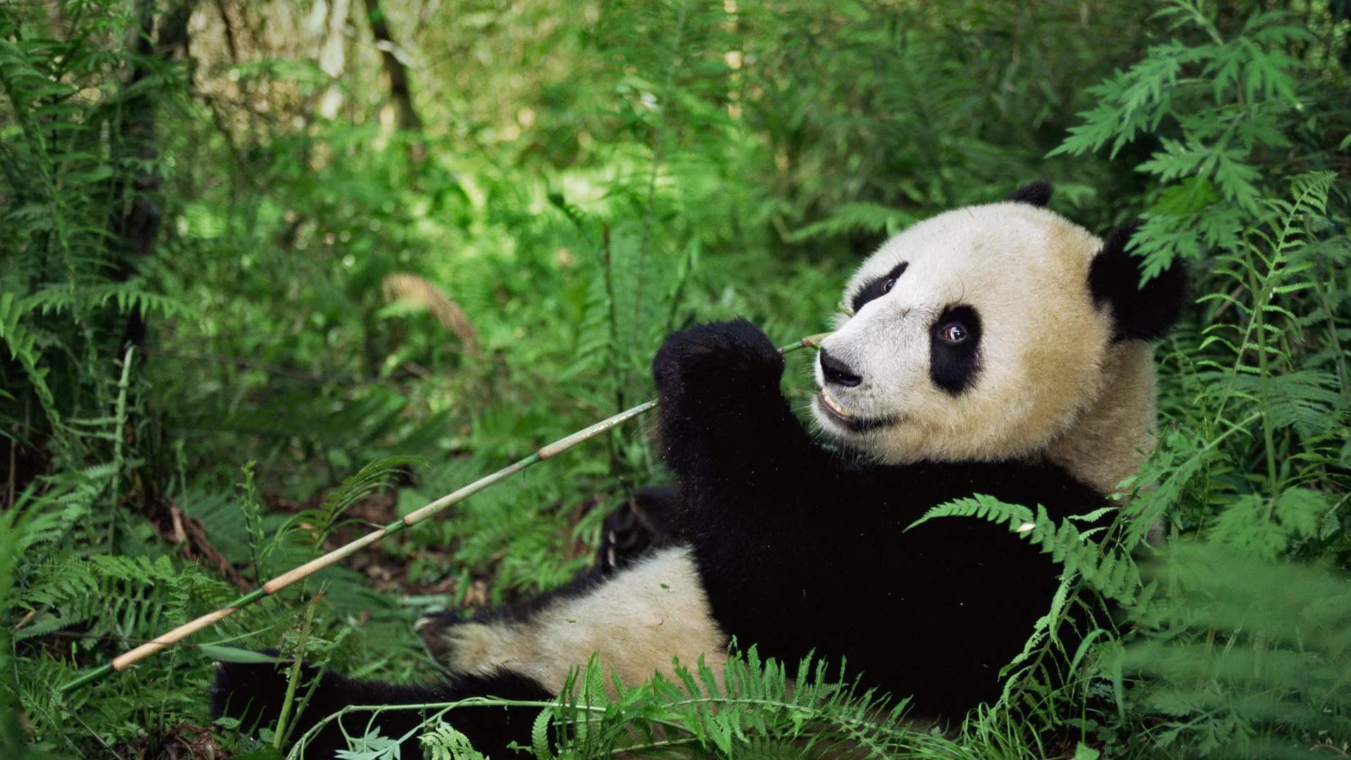 Giant panda at Wolong National Nature Reserve, Sichuan, China