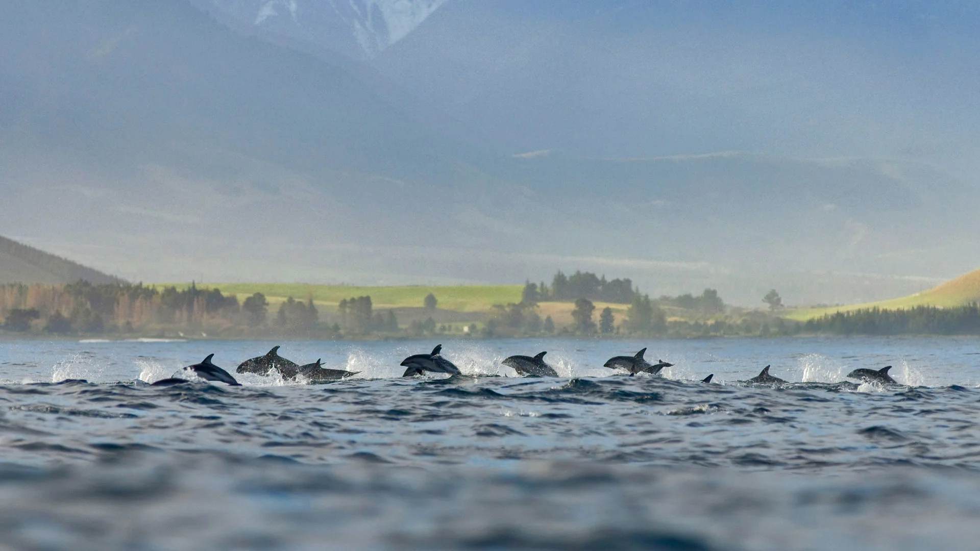 A pod of dusky dolphins at Kaikoura, New Zealand