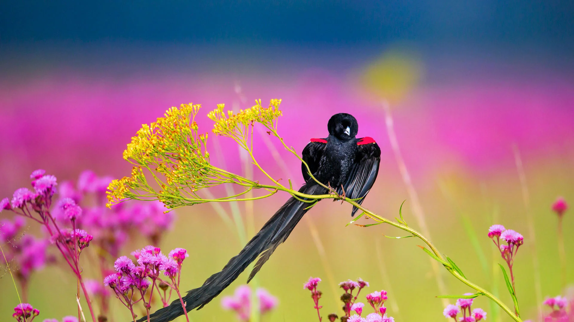 Long-tailed widowbird male, Rietvlei Nature Reserve, South Africa