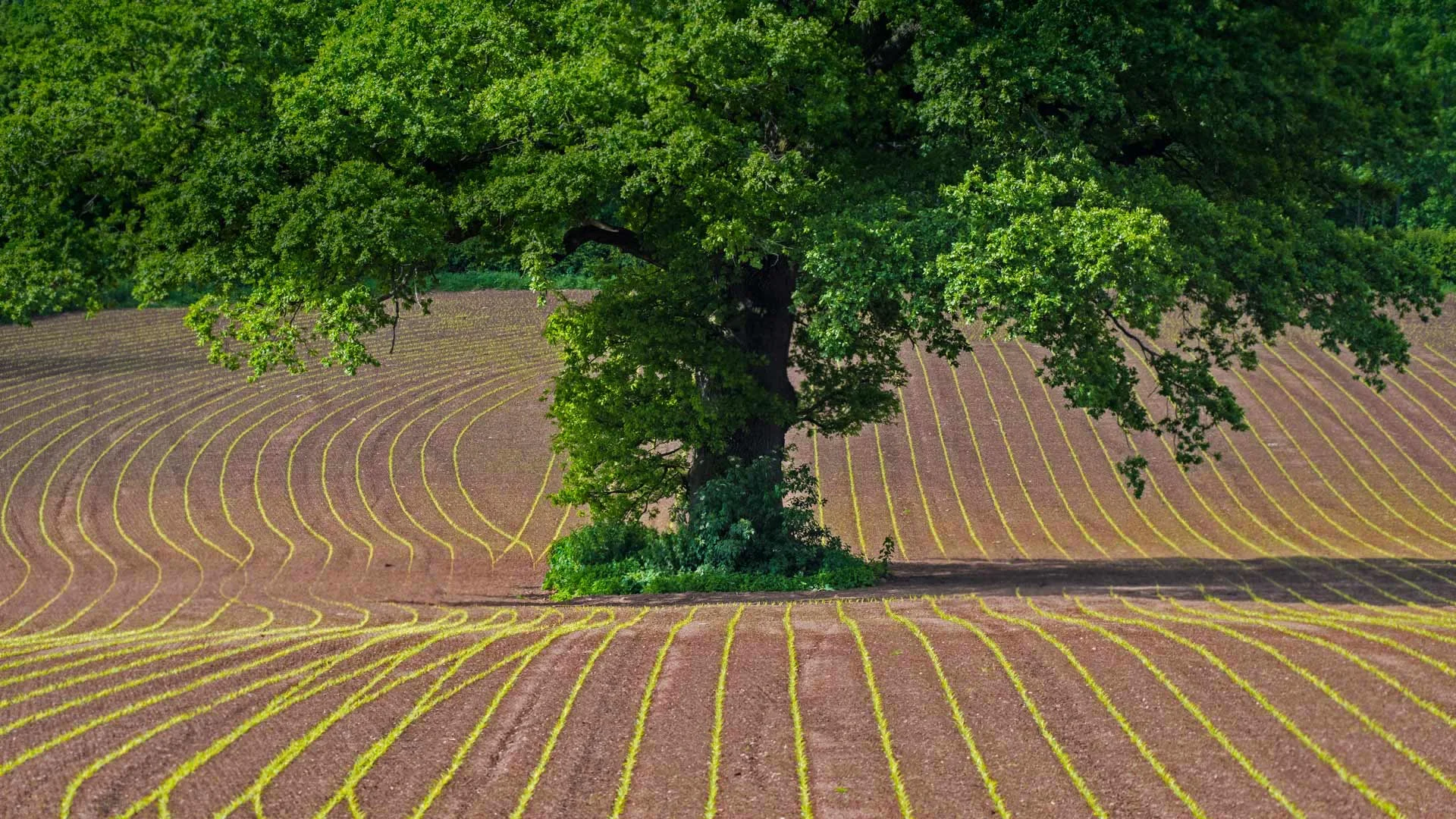 English oak tree in a cultivated field in Monmouthshire, Wales