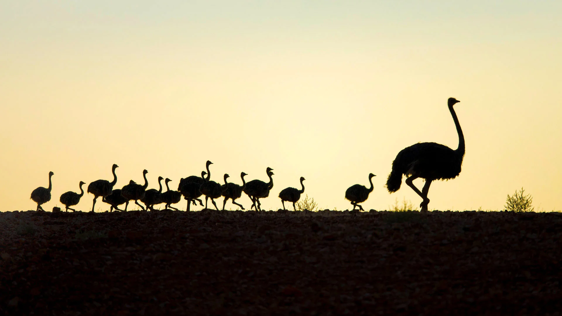 Ostrich with chicks in Western Cape, South Africa