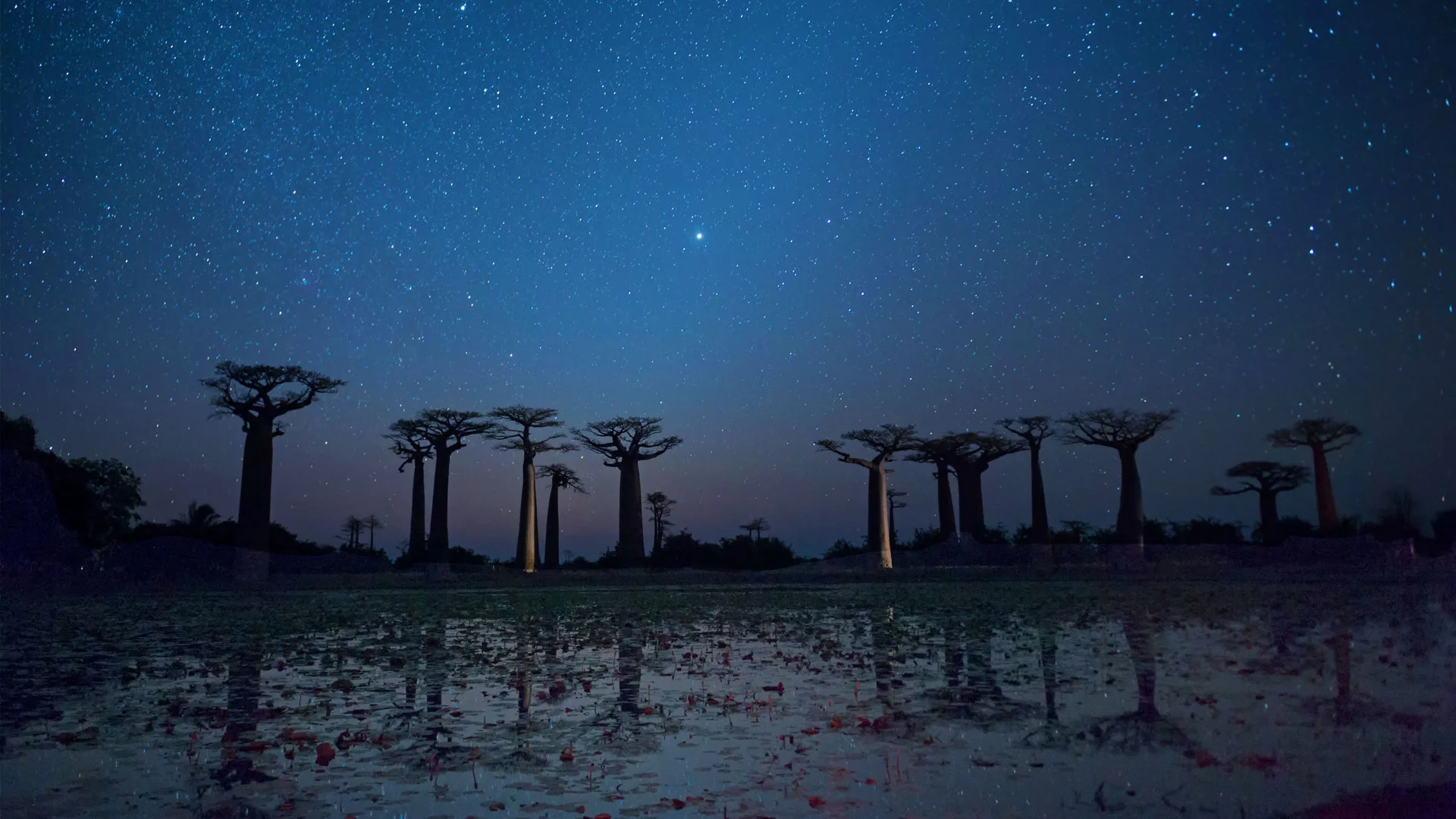 Baobab trees reflected on the Avenue of the Baobabs in the Menabe region of Madagascar