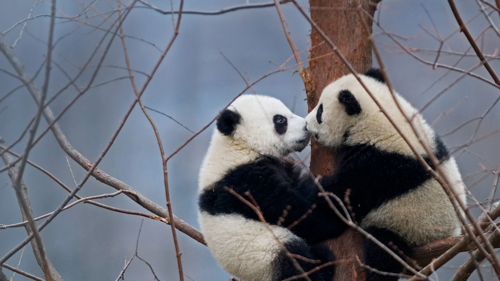 Giant panda cubs in the Wolong National Nature Reserve, China
