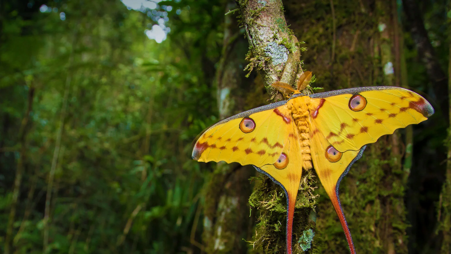 And you thought moths were boring