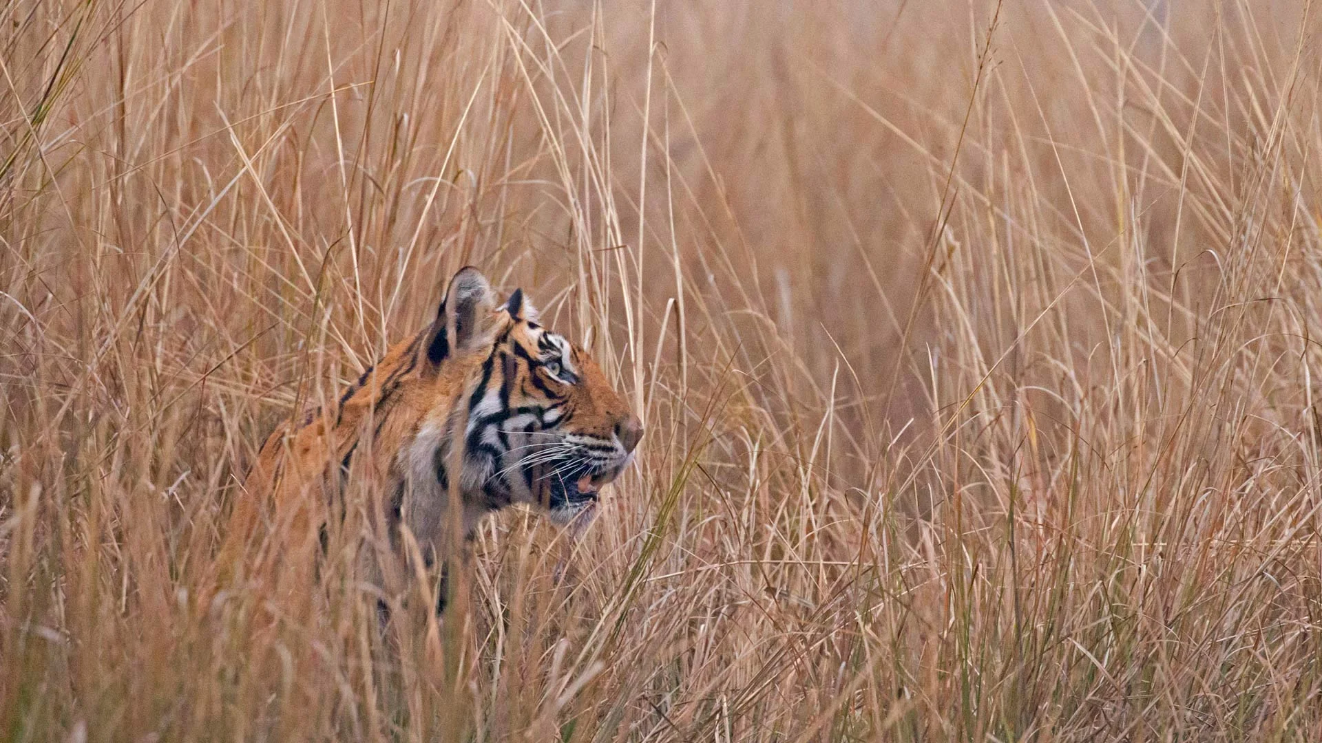 A Bengal tiger in Ranthambore National Park, India