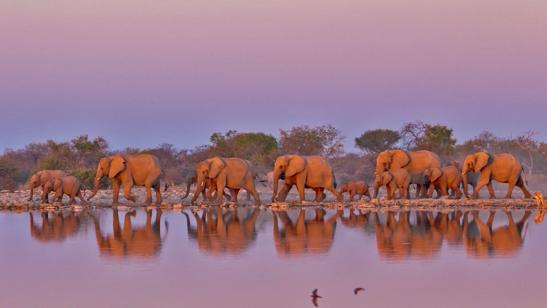 At Kruger National Park, South Africa, for World Elephant Day