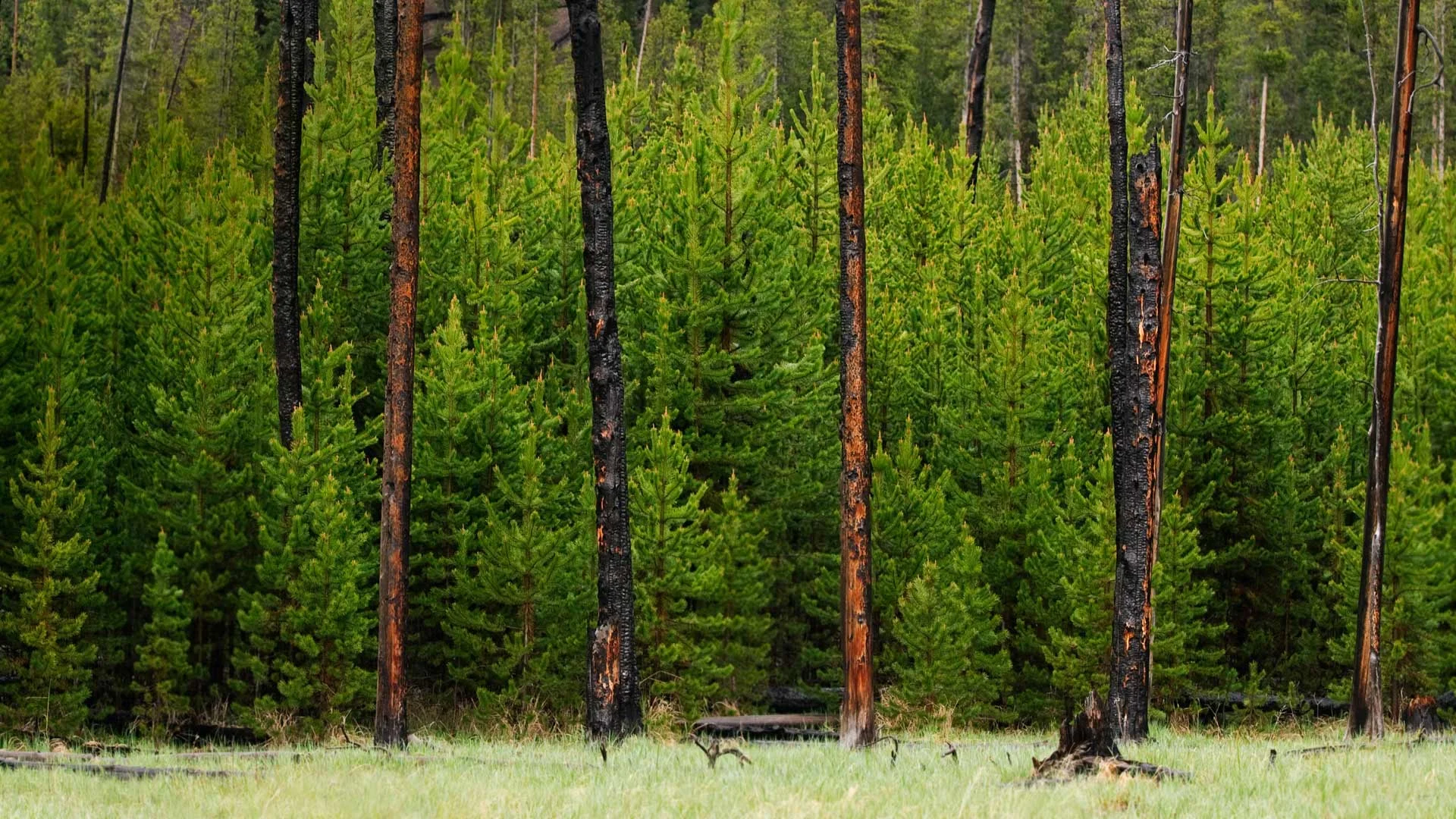 Young trees grow amid trees burned in the 1988 fire in Yellowstone National Park, Wyoming