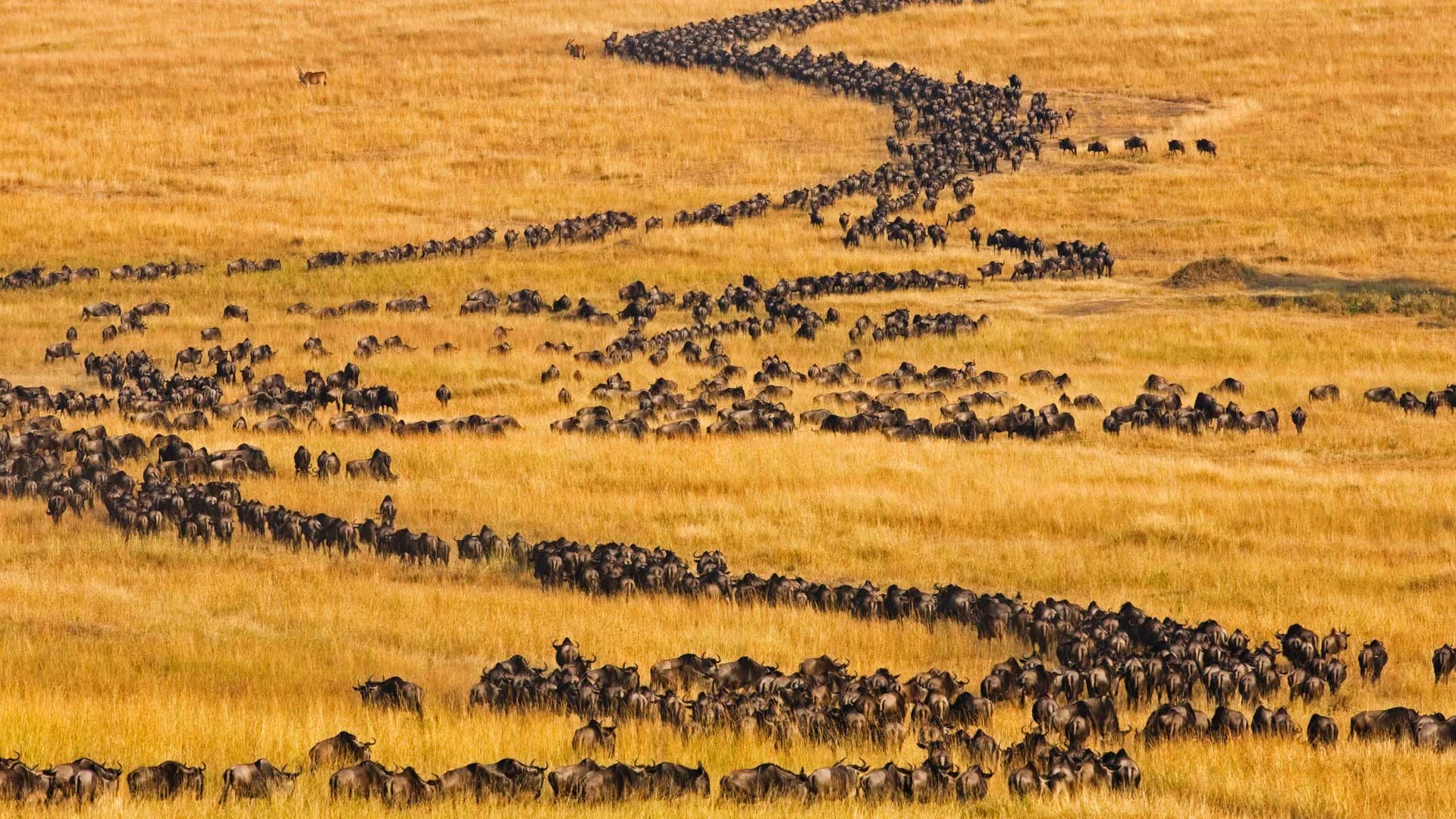 Blue wildebeest on the move for their annual migration in Maasai Mara, Kenya