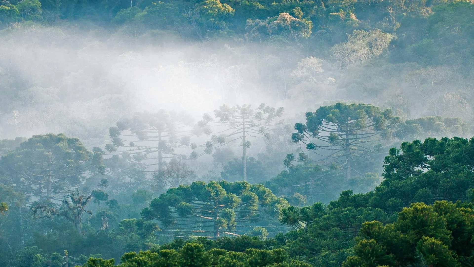 Brazilian pines in the Atlantic Forest for Brazil's Independence Day