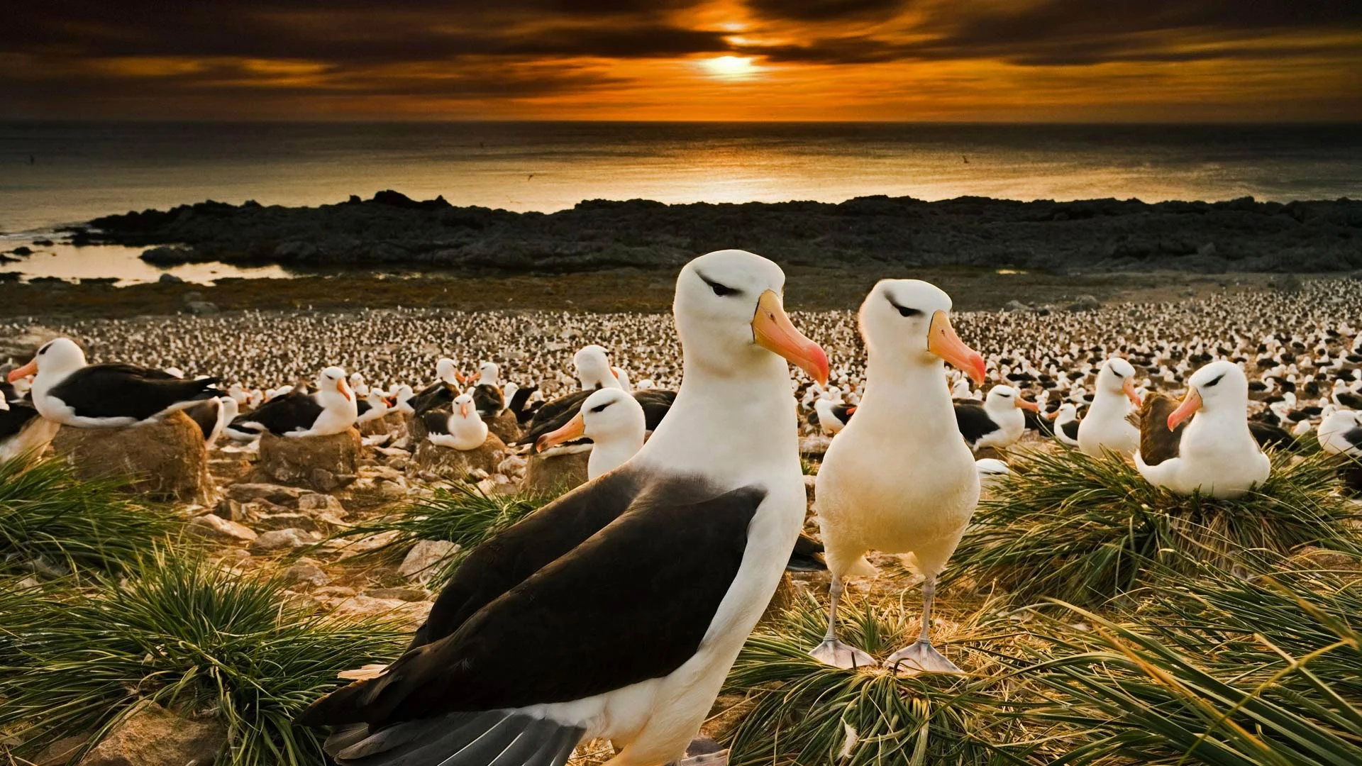 Black-browed albatrosses return to the Falkland Islands