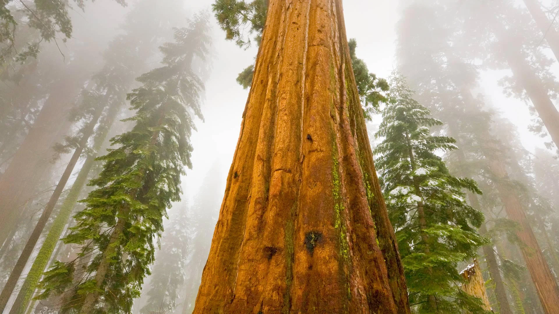 Giant sequoia trees in Sequoia National Park, California. The park turns 128 today.