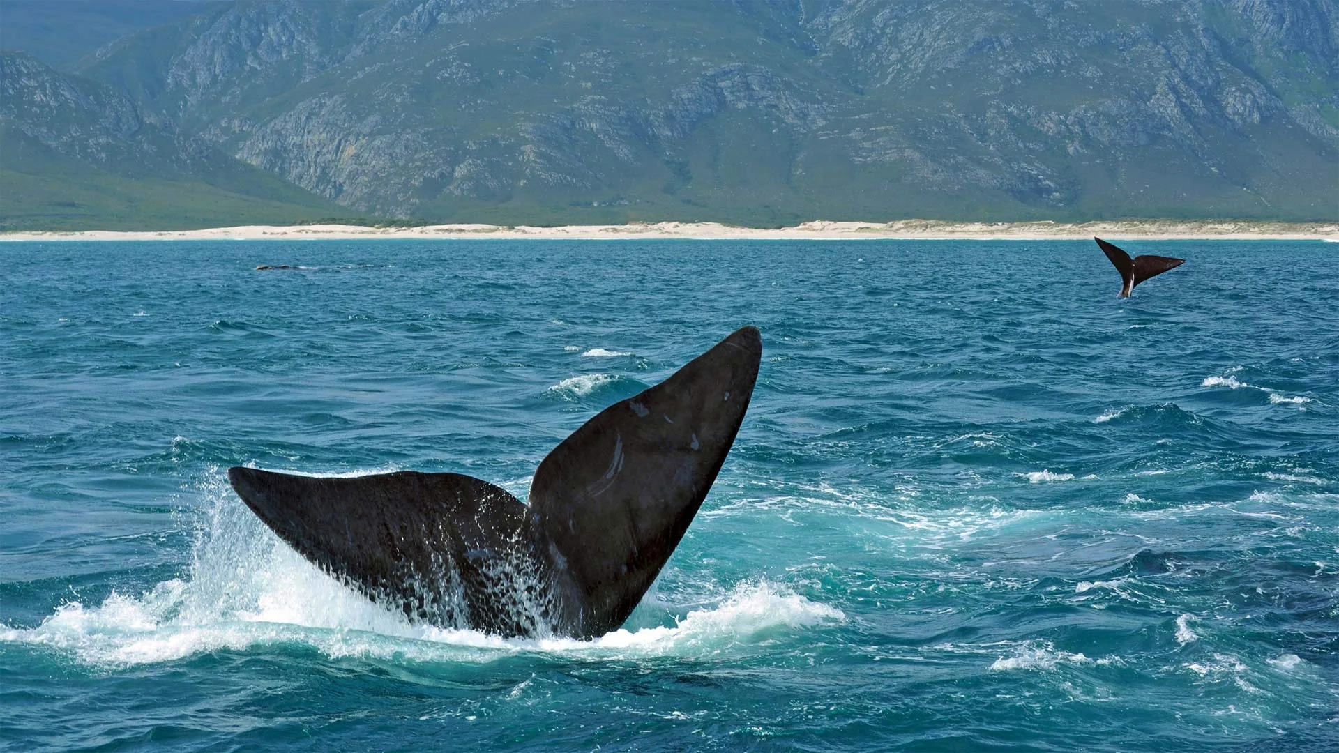 Southern right whales off the coast of South Africa. The Hermanus Whale Festival starts today.