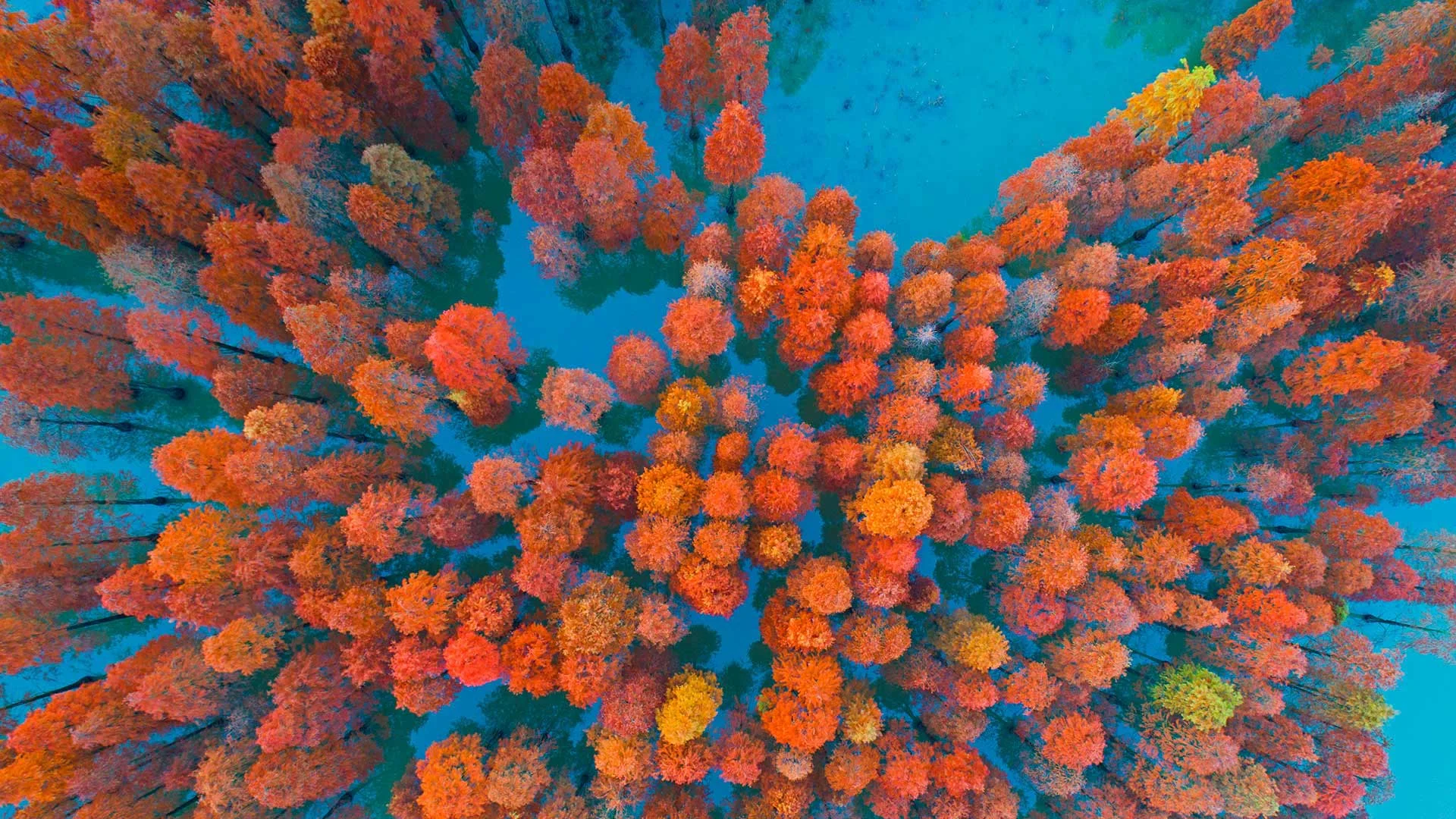 Dawn redwoods in a lake at Zimaling Park, Zhongshan, China