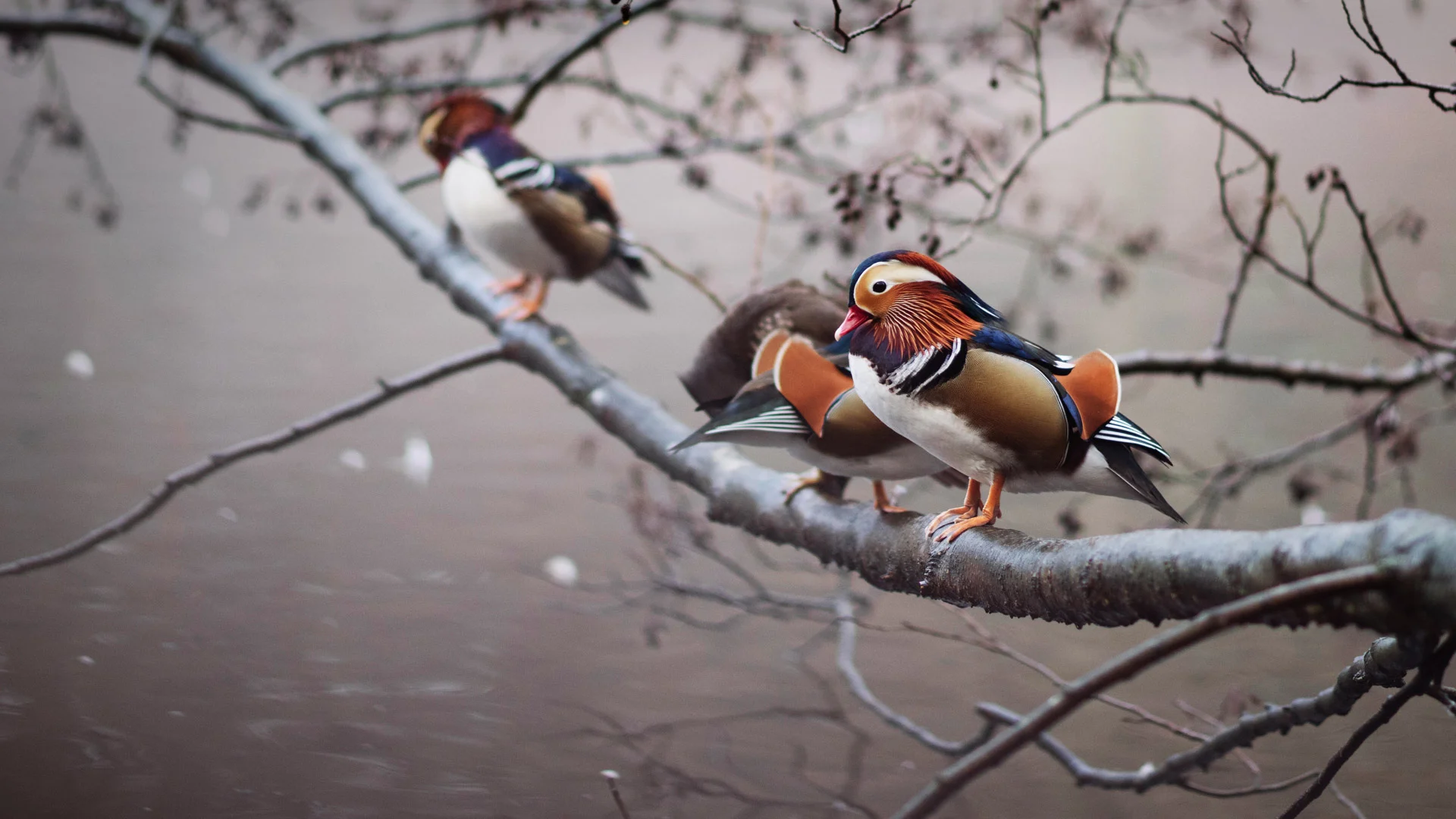 Mandarin ducks perched on a branch