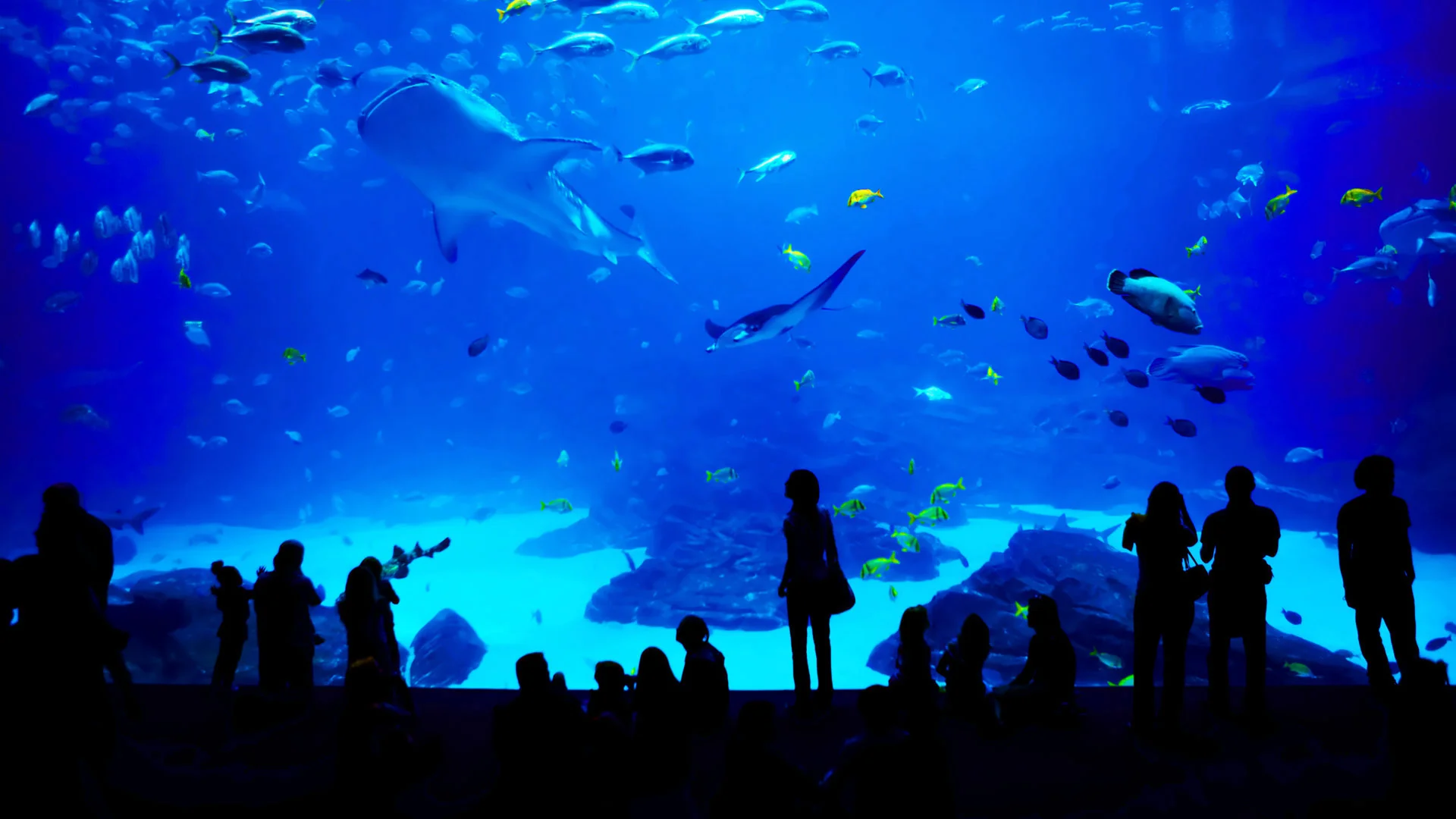 Georgia Aquarium in Atlanta