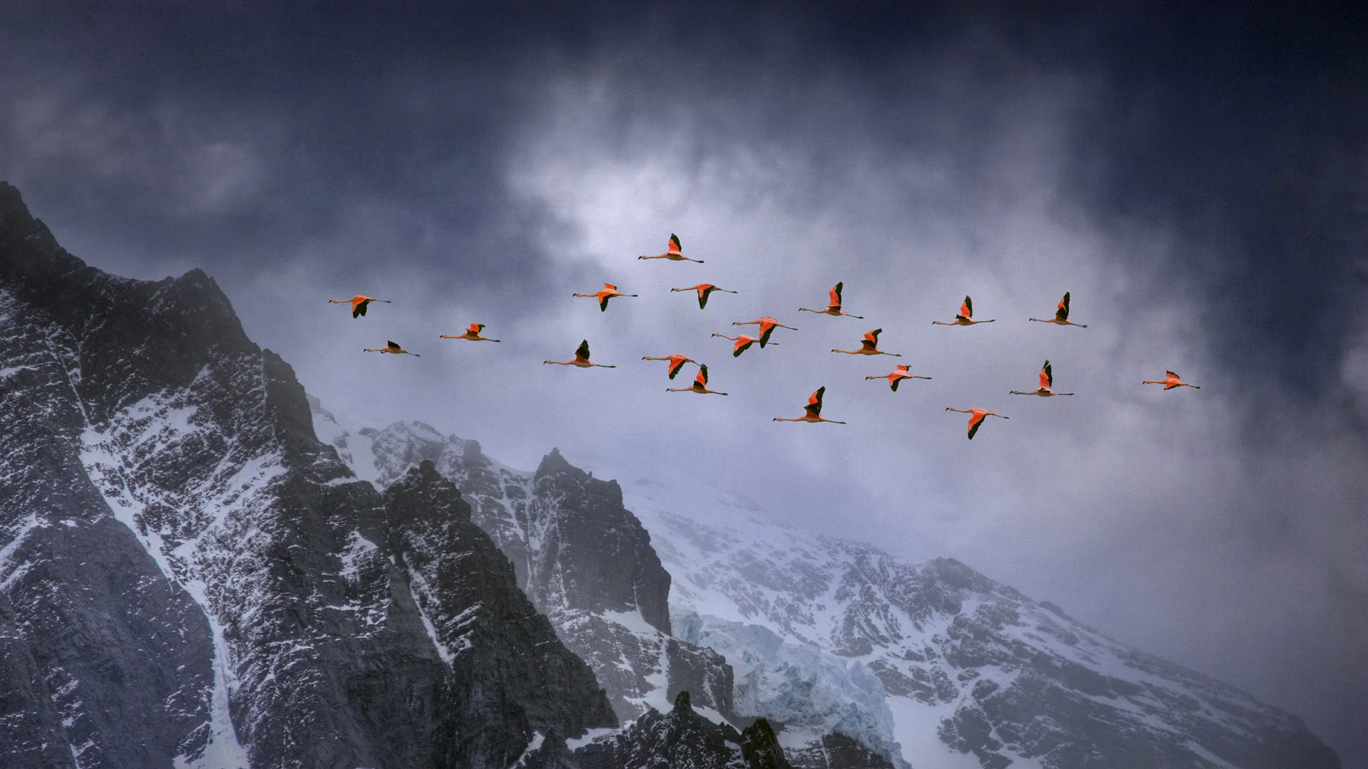 Chilean flamingos in Torres del Paine National Park, Chile