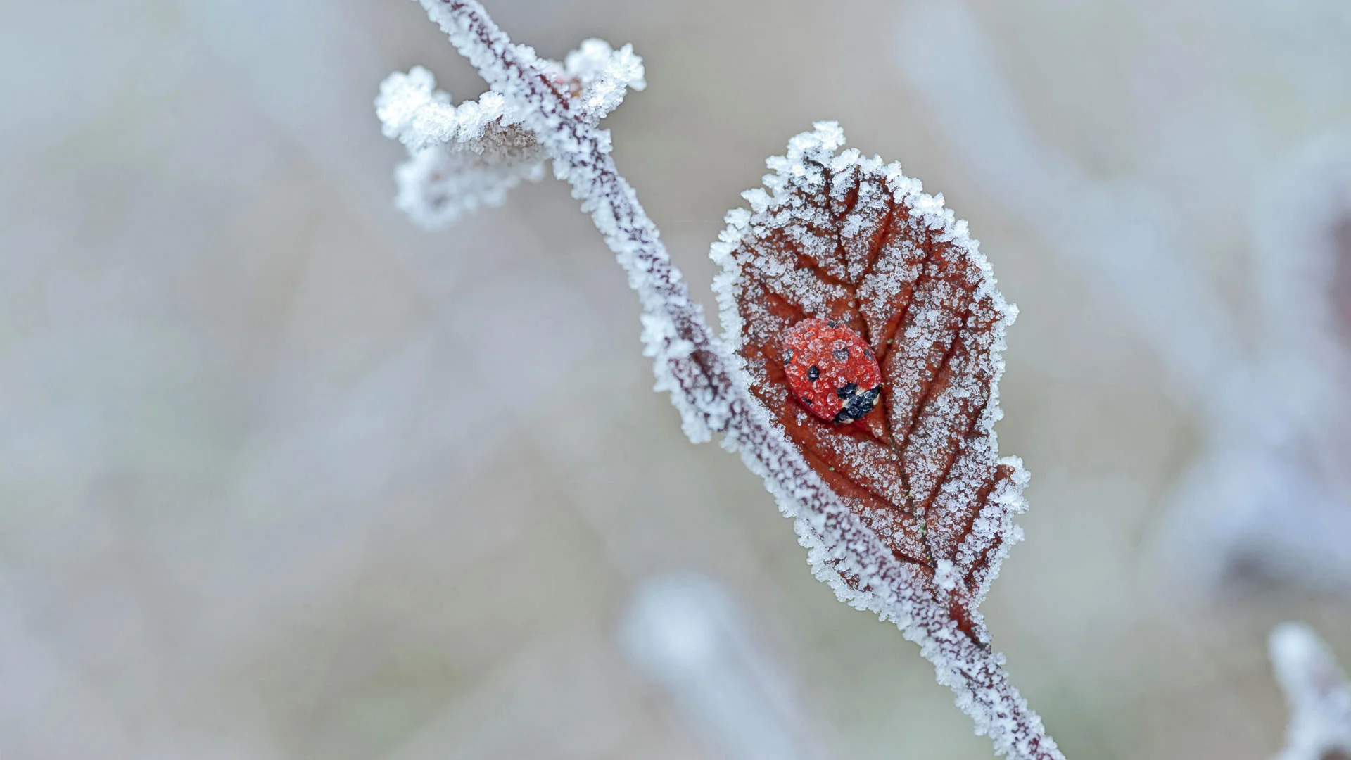 A ladybug hibernates in Tewin, England