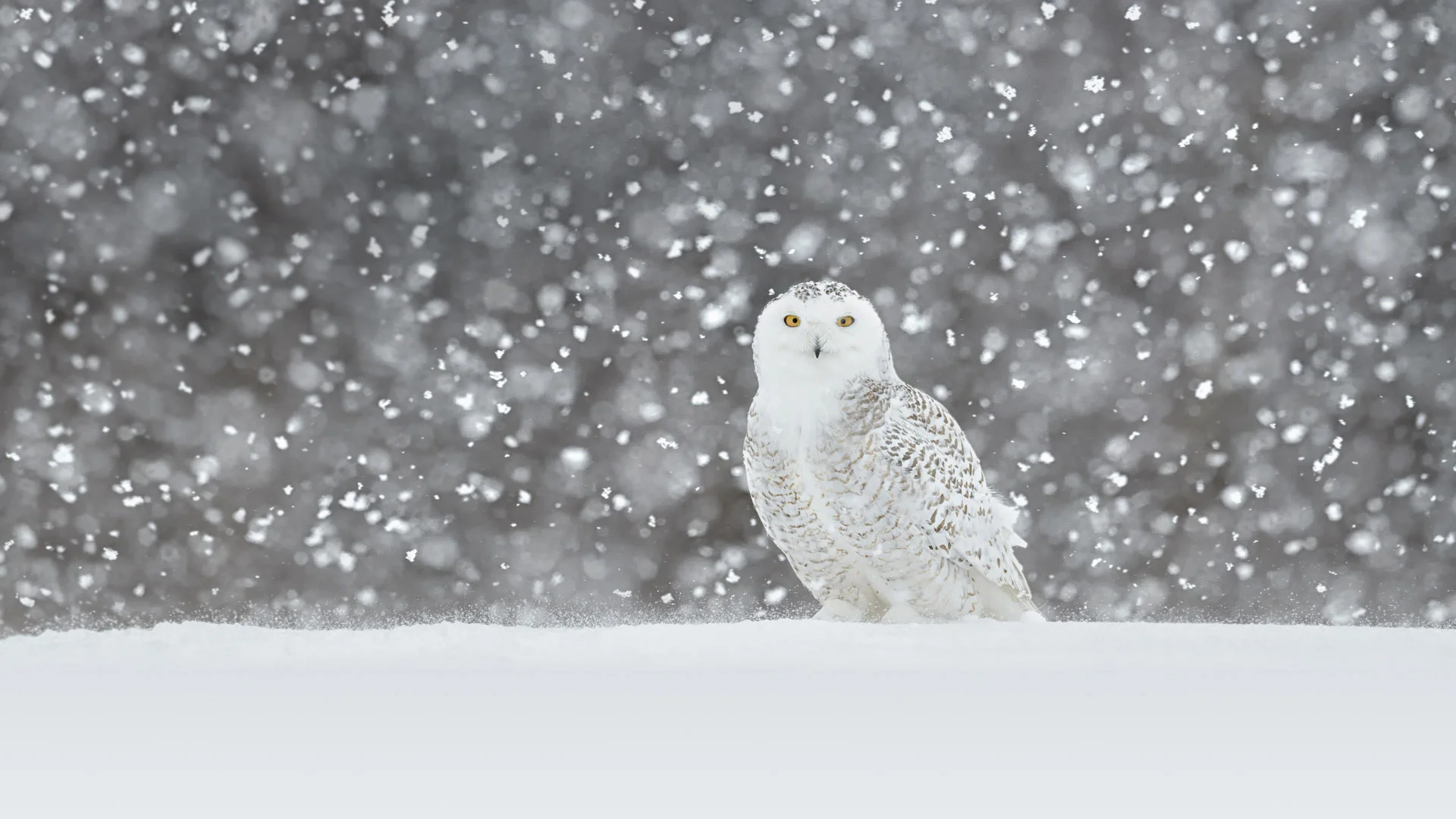 Snowy owl