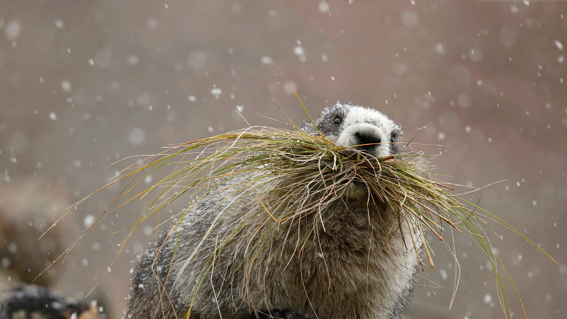 Hoary marmot in Denali National Park, Alaska