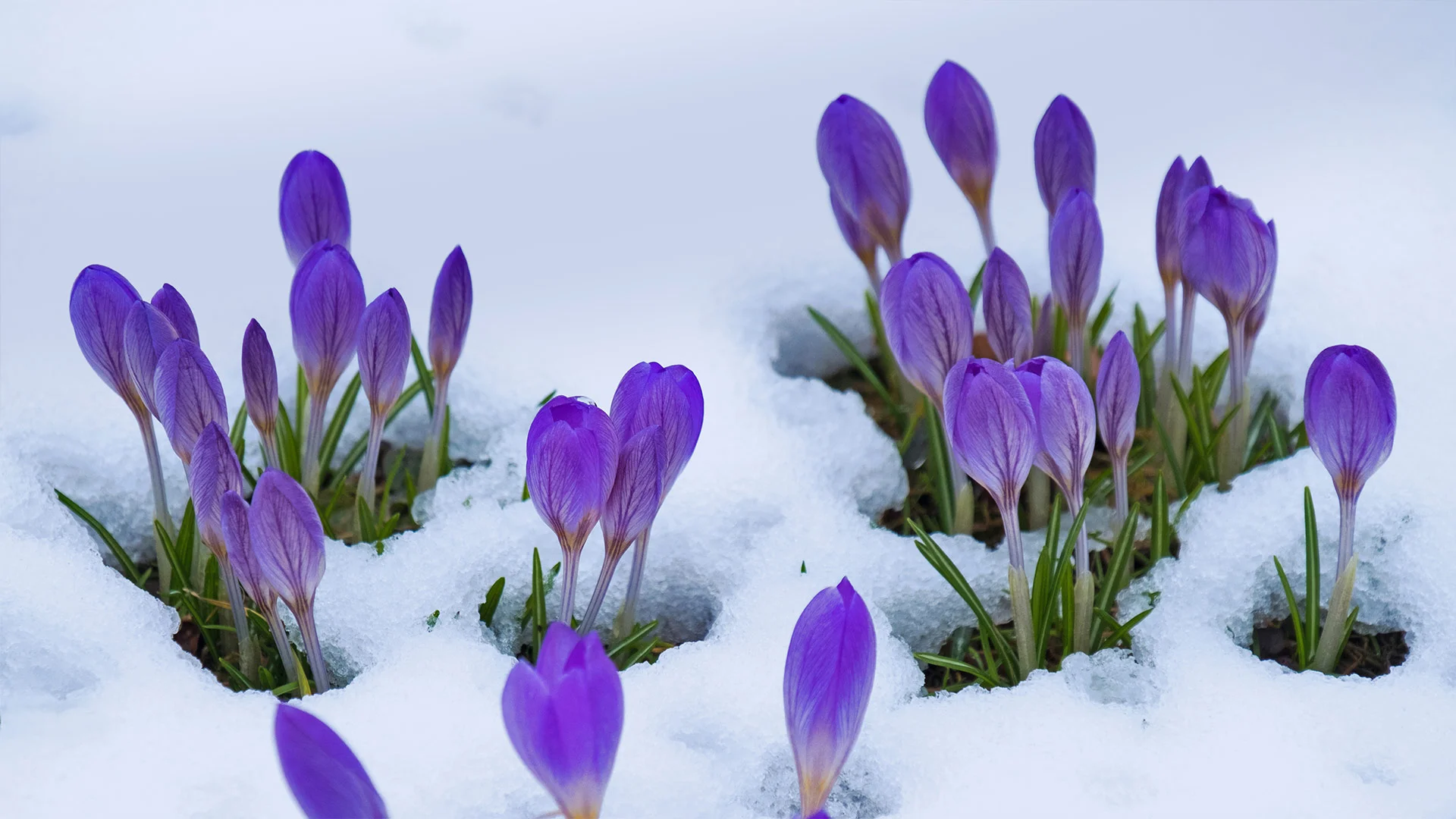 Crocus flowers