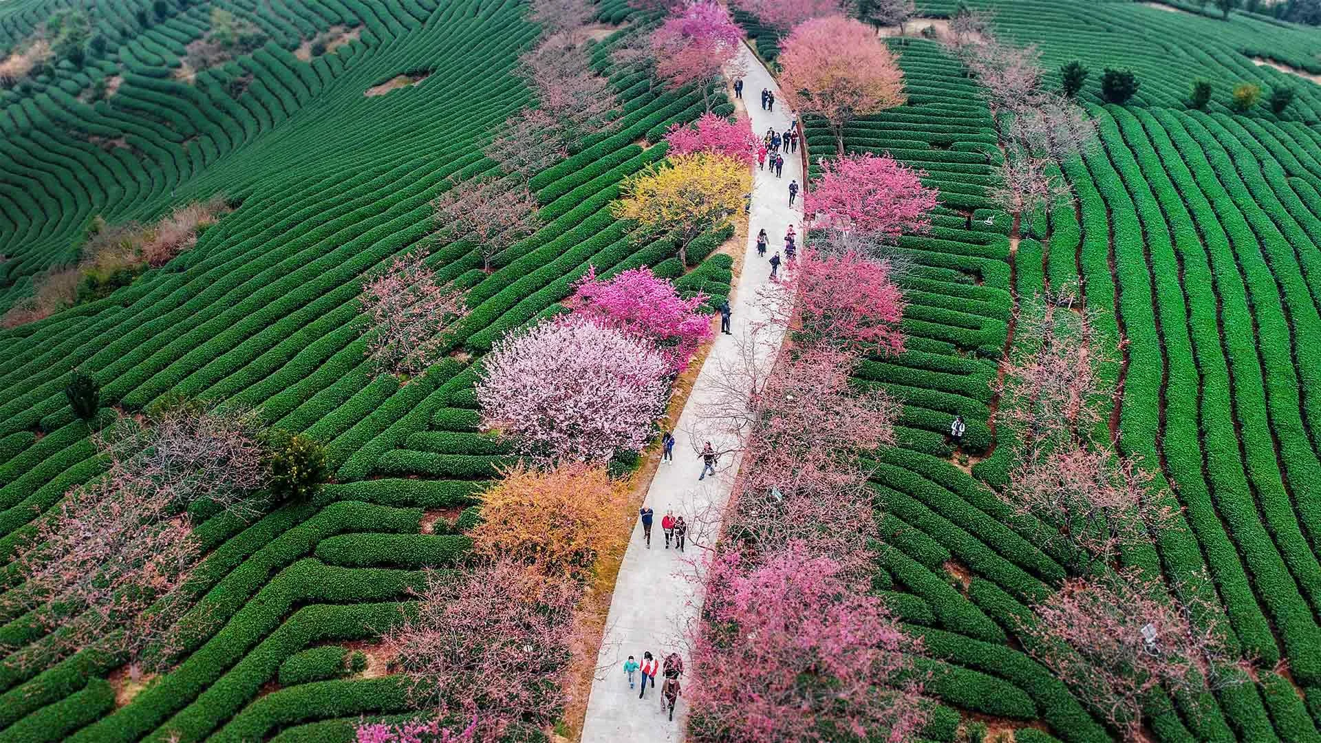 Blossoming cherry trees at a tea plantation in Longyan, China