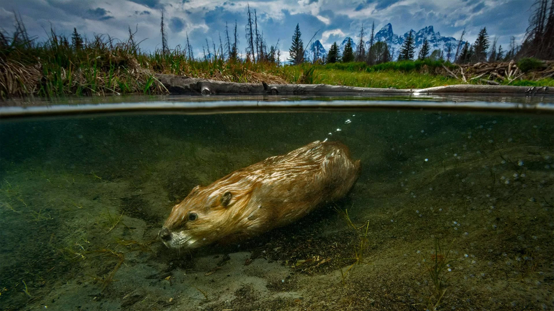 For International Beaver Day, a beaver swimming in Grand Teton National Park, Wyoming