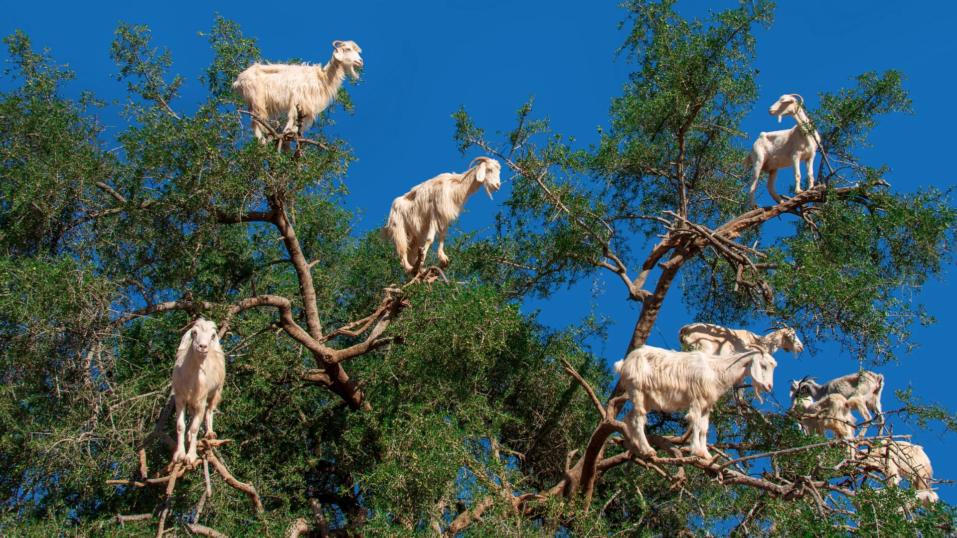 Jabiru storks in the Pantanal of Brazil
