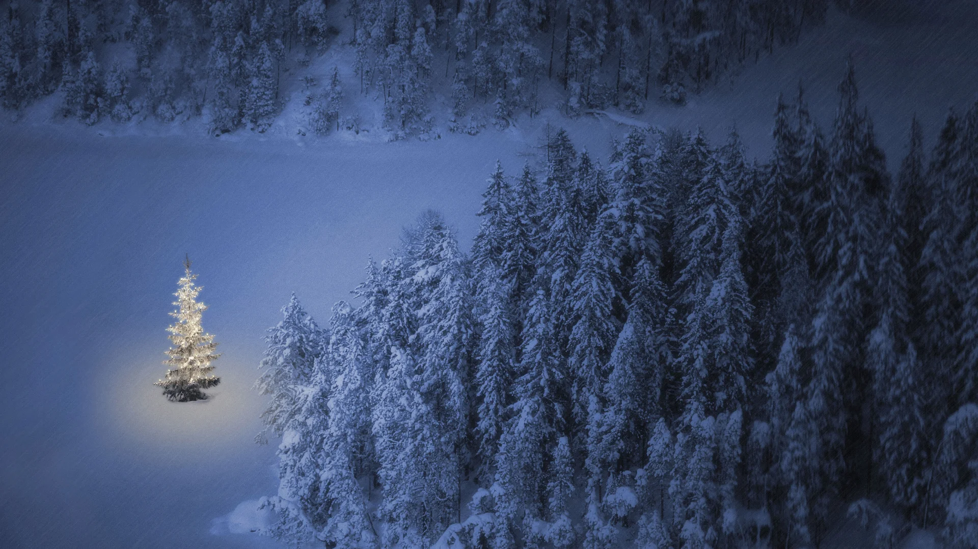 Trees on the northern slope of Mount Khomyak in the Carpathian Mountains, Ukraine