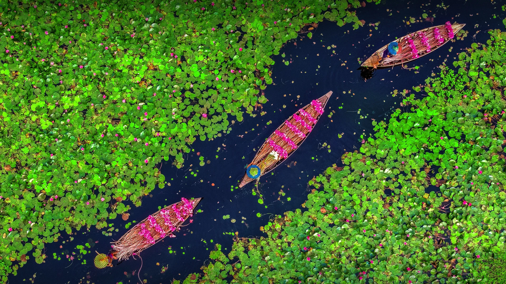 Farmers collecting water lilies in the Satla marshland near Bagdha, Barisal, Bangladesh