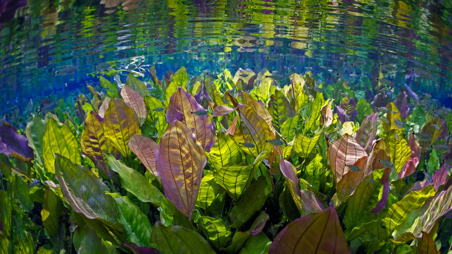 Freshwater plants and tetra fish, Aquário Natural, Rio Baía Bonita, Mato Grosso do Sul, Brazil