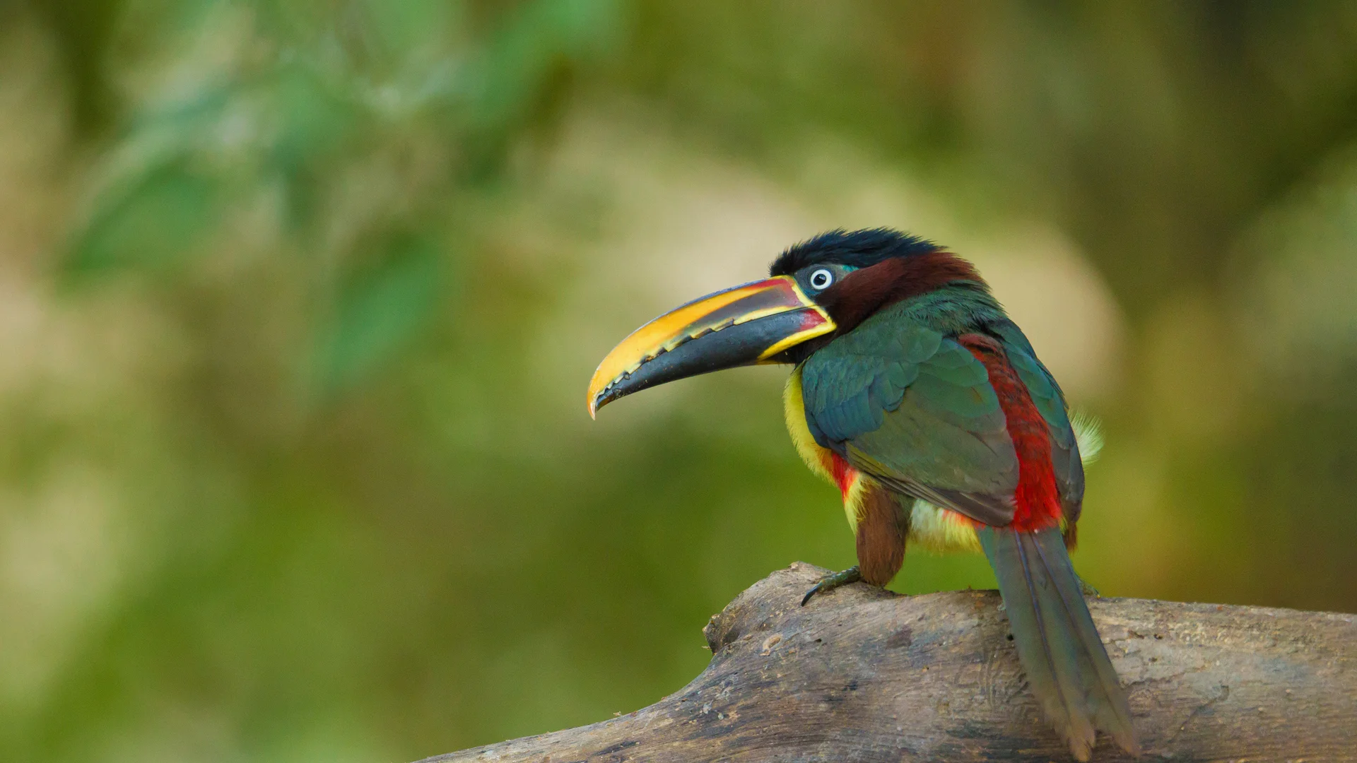 Chestnut-eared aracari in the Pantanal region of Brazil