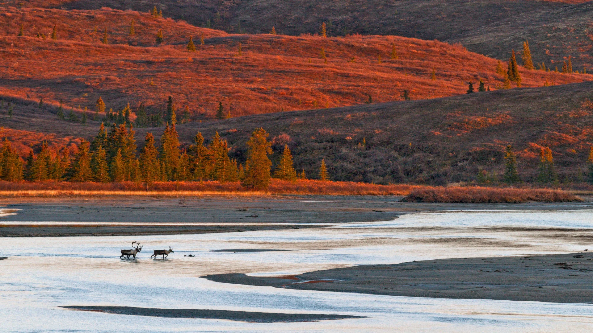 Caribou crossing the Susitna River during autumn, Alaska