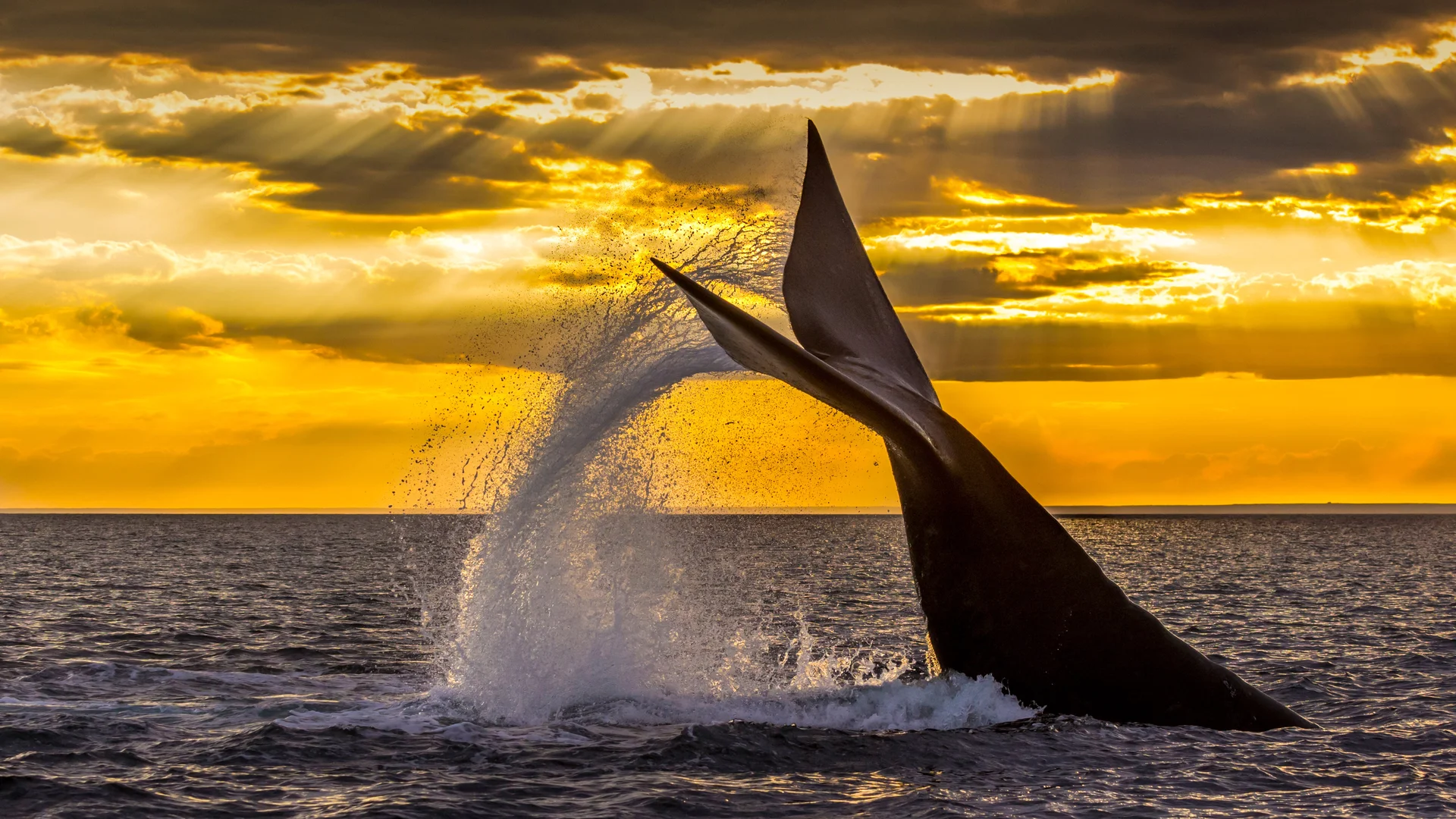 Southern right whale diving in the Golfo Nuevo near the Valdes Peninsula, Argentina