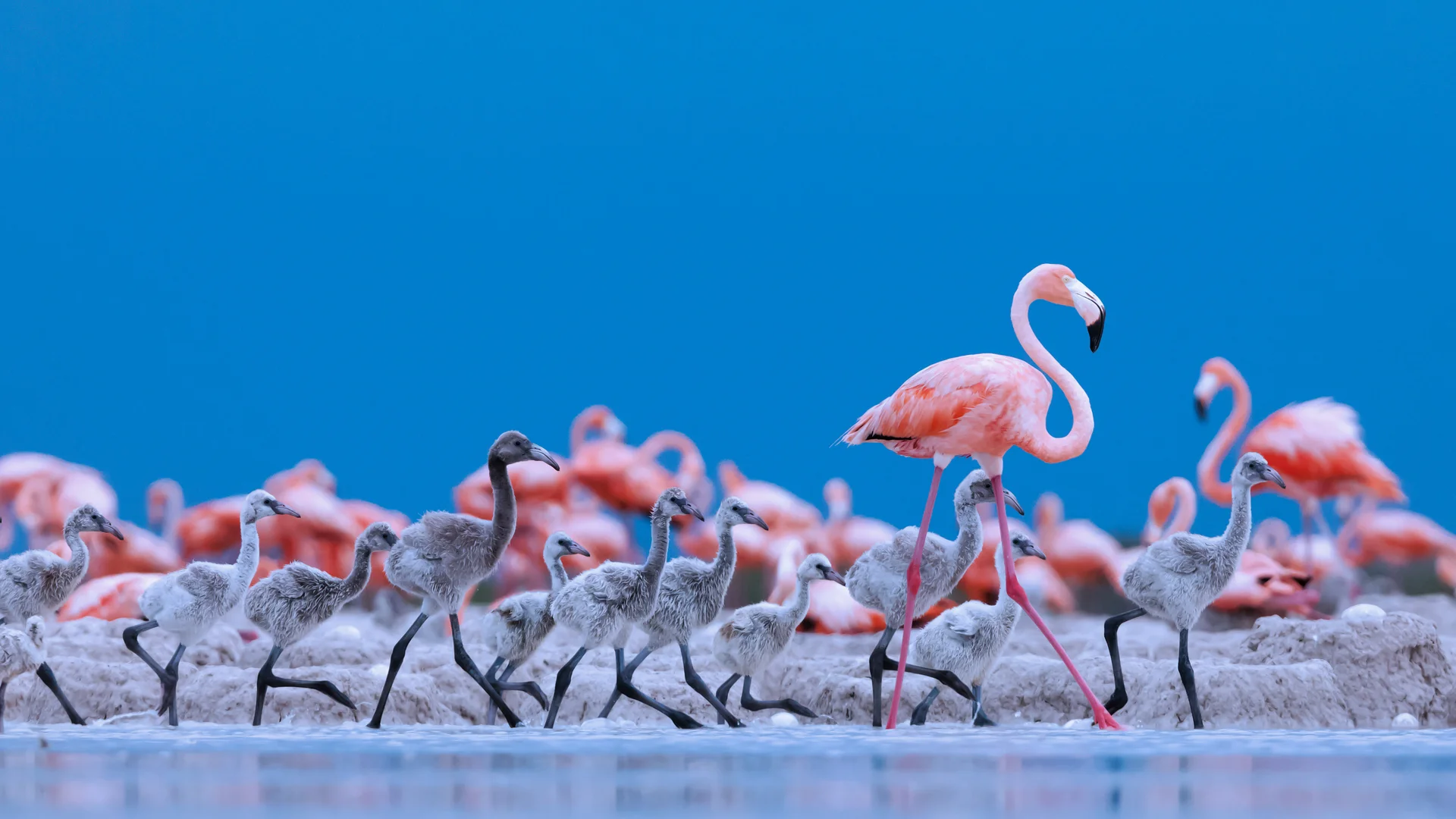 Caribbean flamingos, Ría Lagartos Biosphere Reserve, Yucatán Peninsula, Mexico