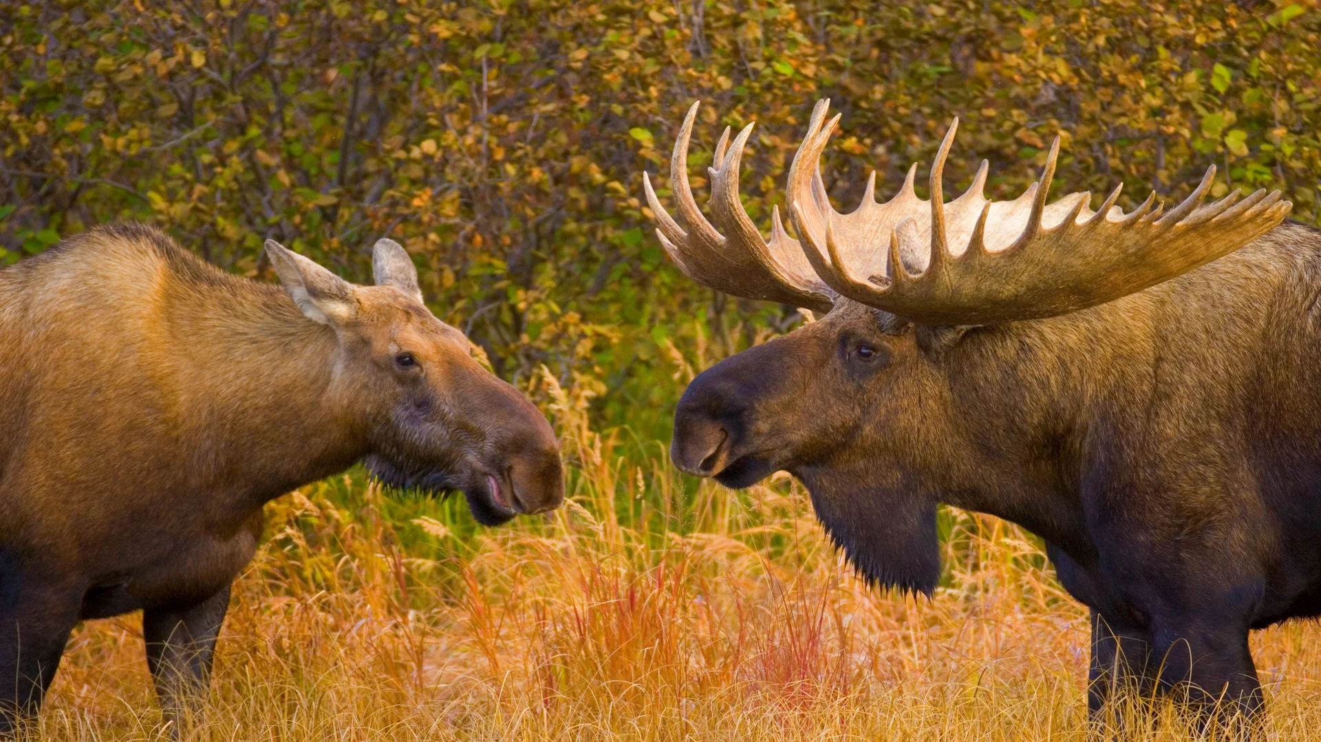 Bull and female moose in Denali National Park, Alaska