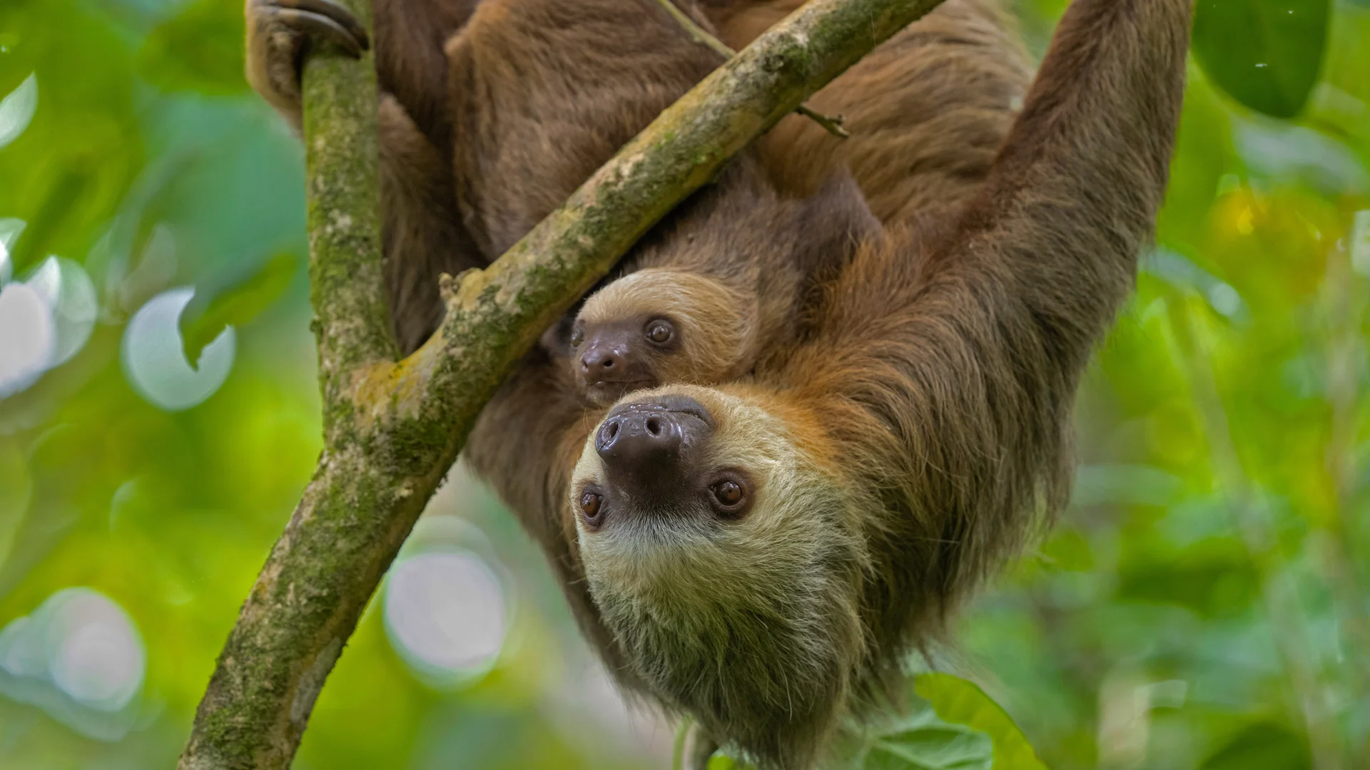 Hoffmann's two-toed sloth mother and young, Puerto Viejo de Talamanca, Costa Rica