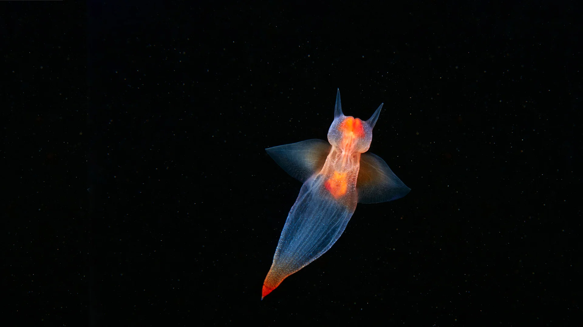 Sea angel