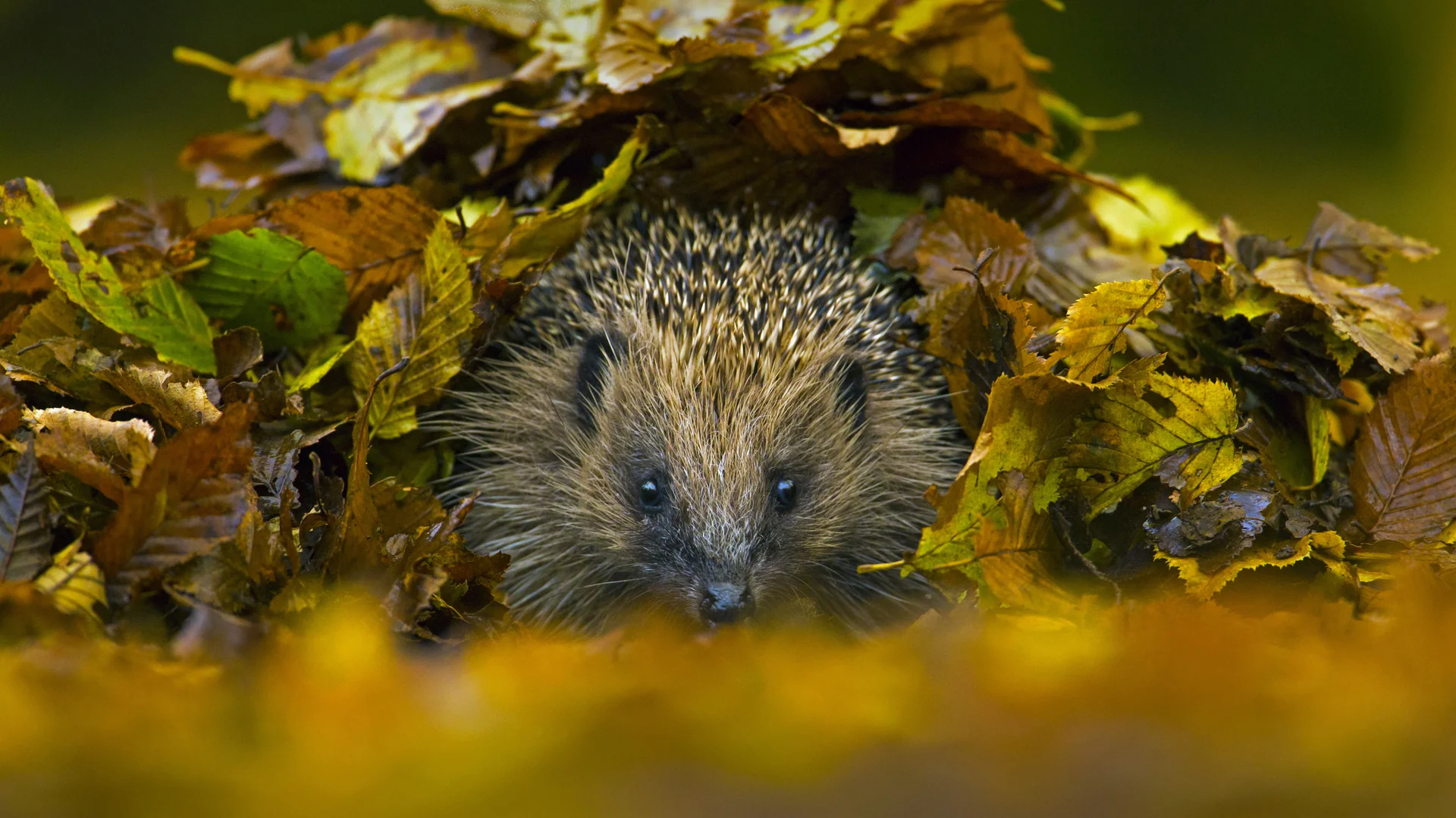 European hedgehog in Sussex, England