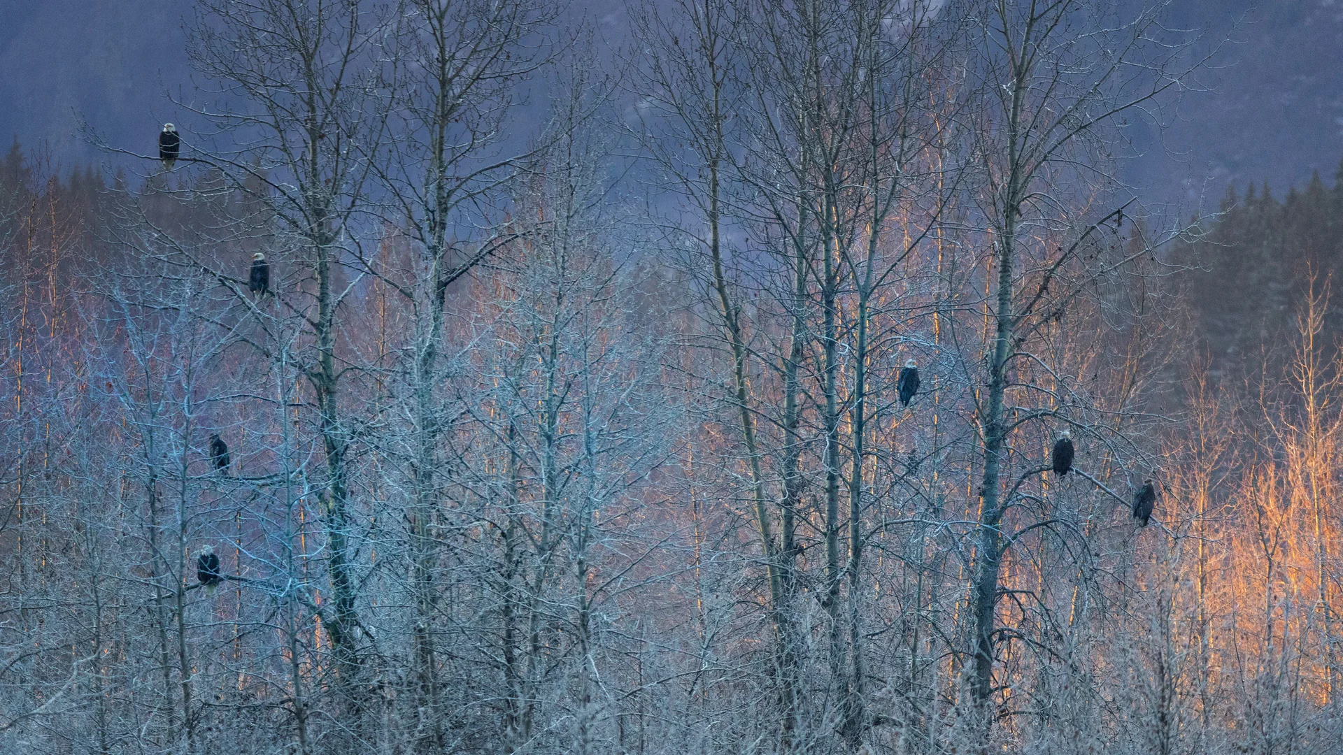 Bald eagles near Haines, Alaska