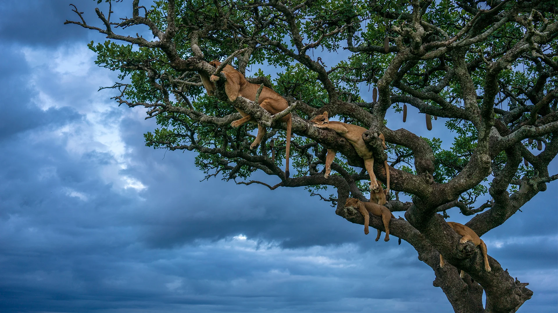 Female lions sleeping, Serengeti National Park, Tanzania