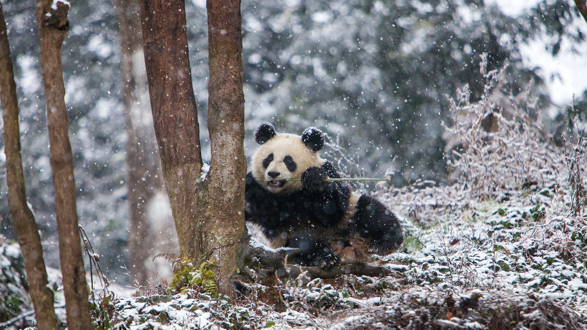Giant panda at Chengdu Panda Base, China
