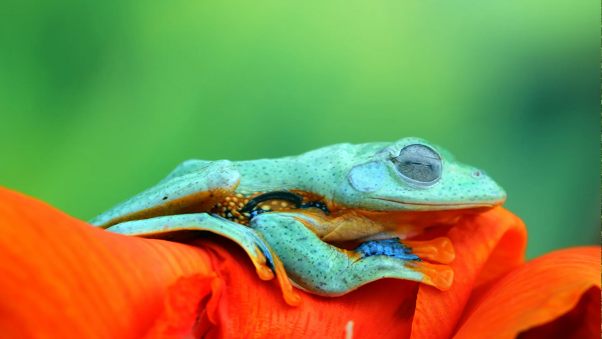 Javan tree frog
