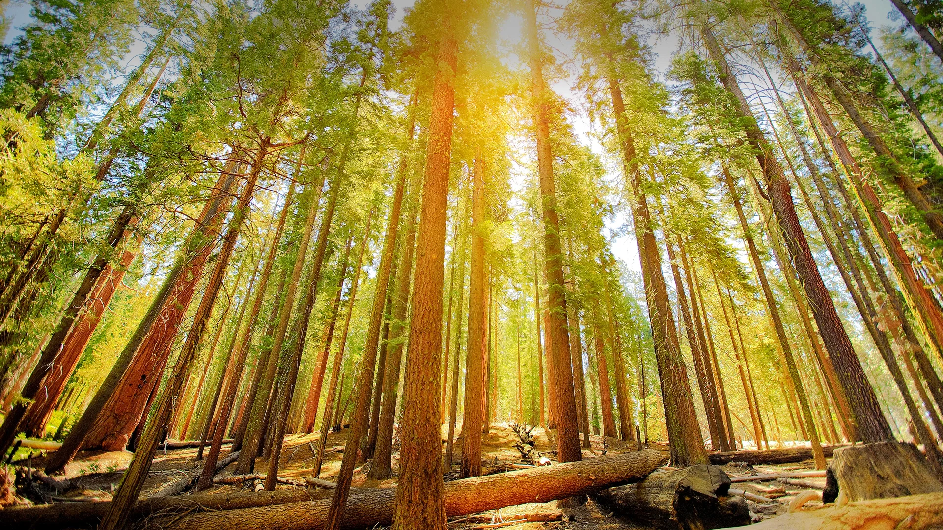 Mariposa Grove of Giant Sequoias in Yosemite National Park, California