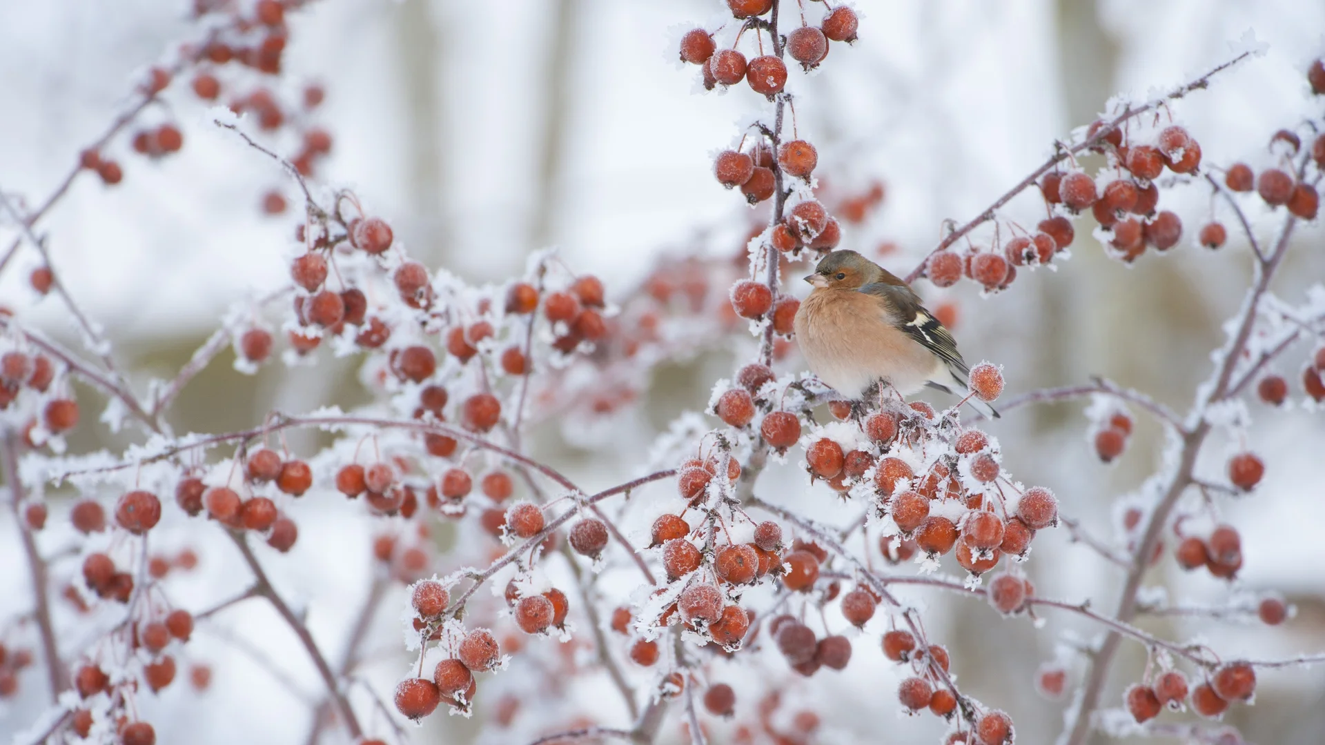 Male chaffinch perched on a crab apple tree in winter