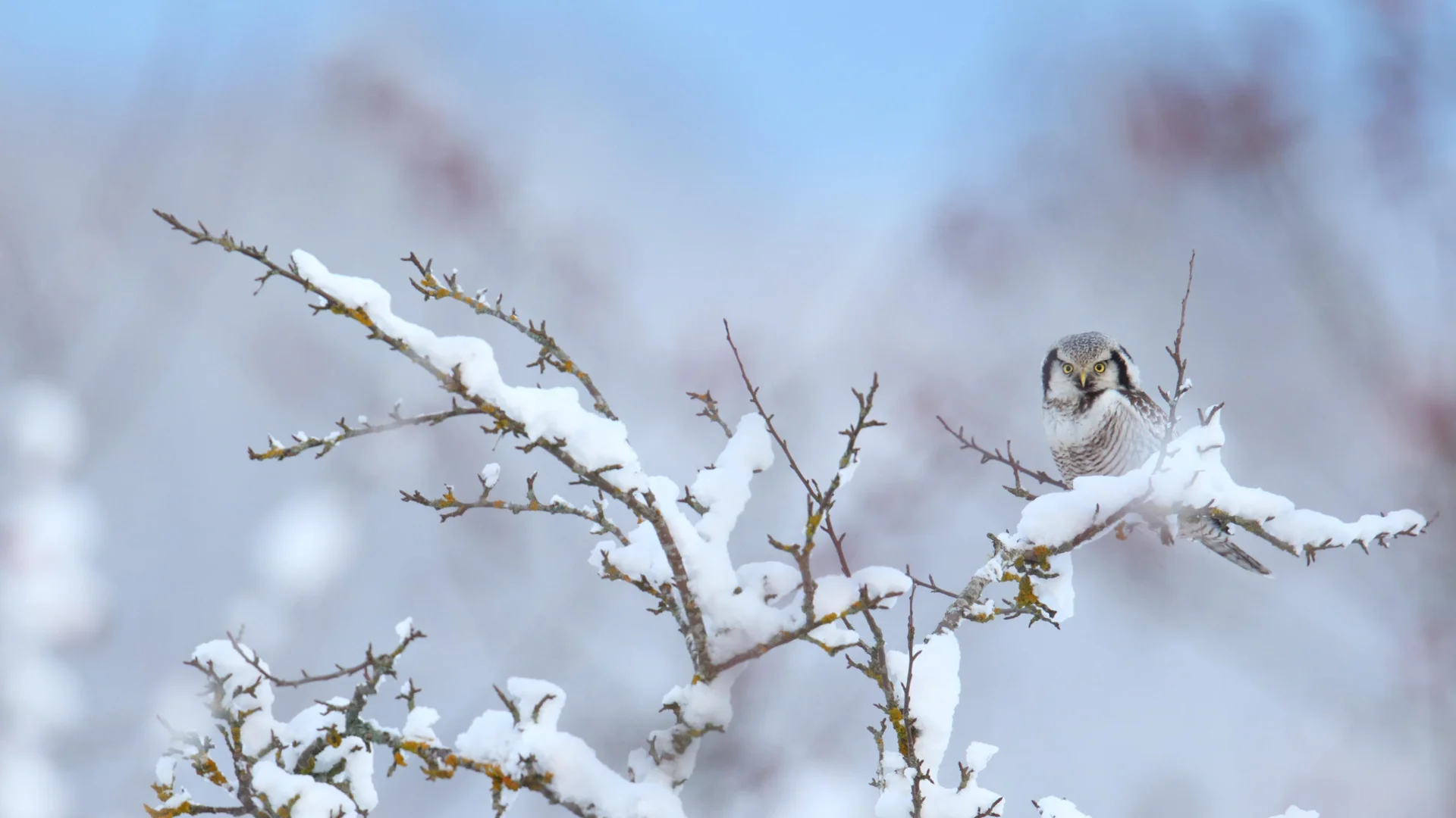 Northern hawk-owl