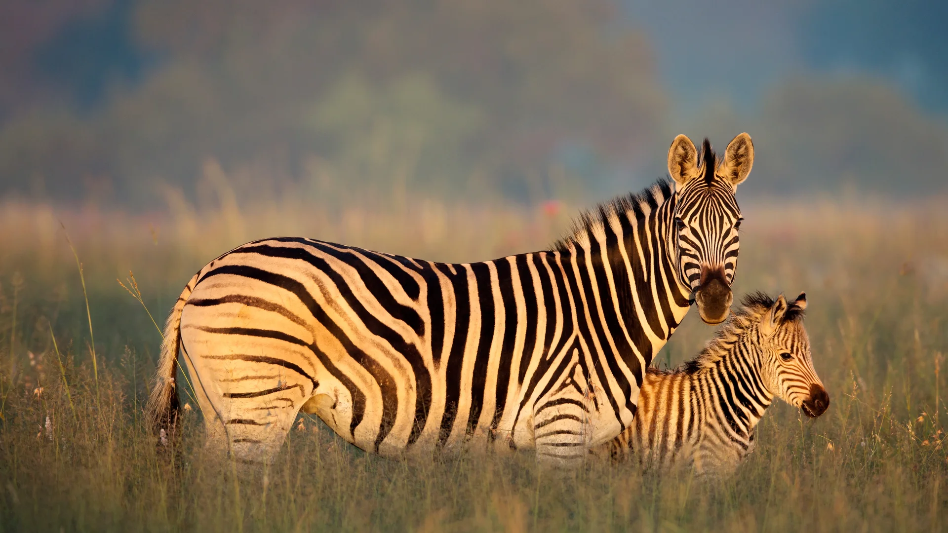 Burchell's zebra mother and foal, Rietvlei Nature Reserve, South Africa